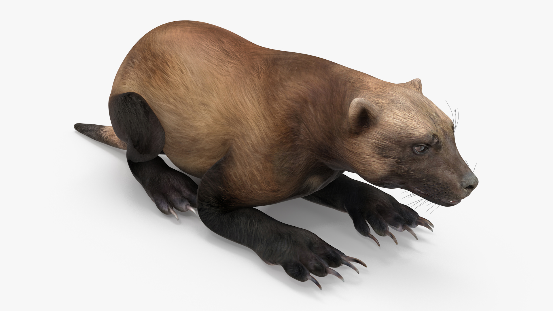 3D Wolverine Dark Color Lying Down Pose
