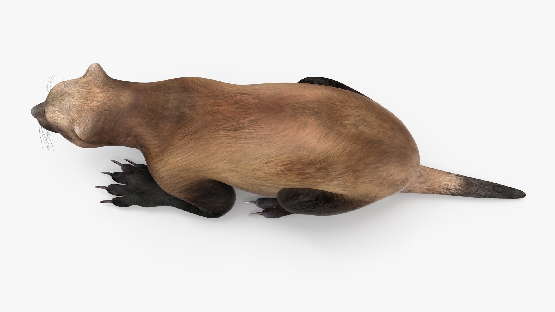 3D Wolverine Dark Color Lying Down Pose