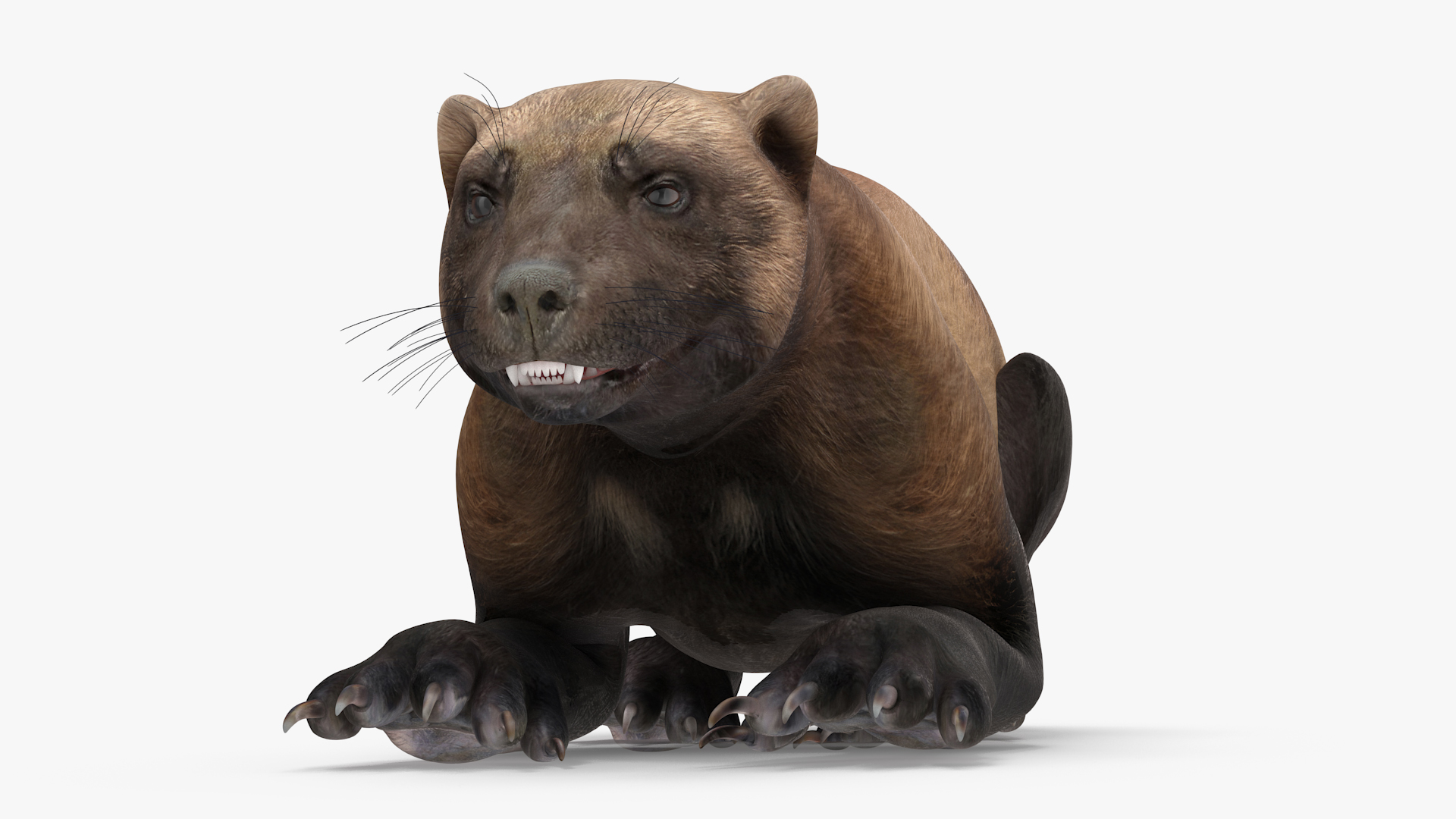 3D Wolverine Dark Color Lying Down Pose