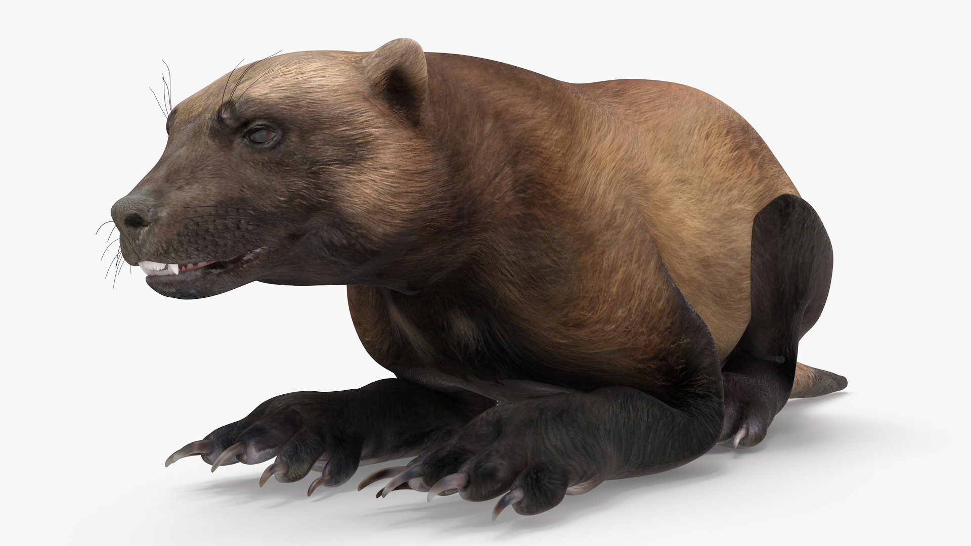 3D Wolverine Dark Color Lying Down Pose