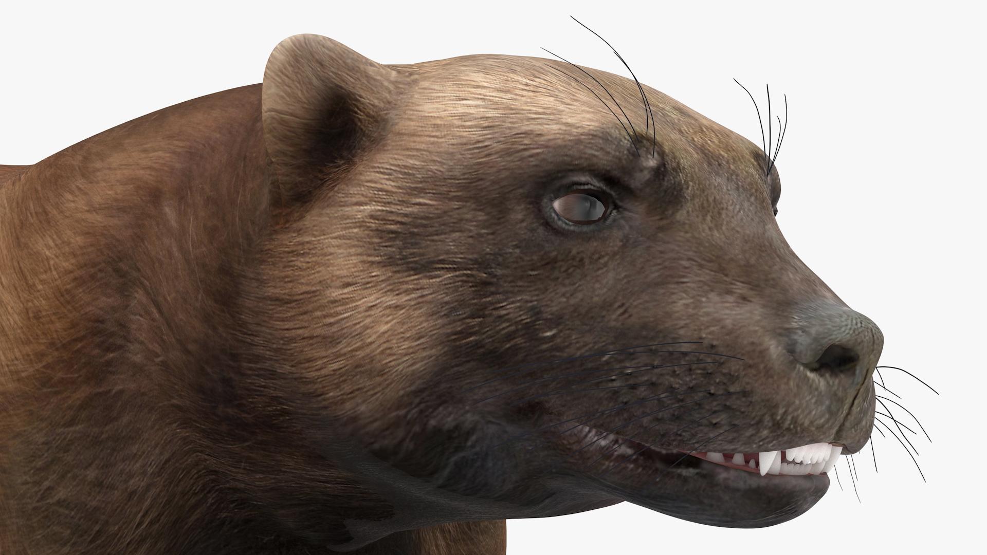 3D Wolverine Dark Color Lying Down Pose