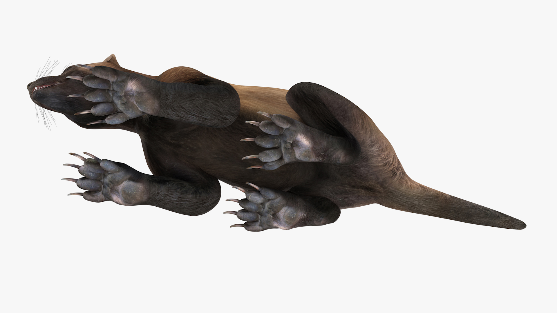 3D Wolverine Dark Color Lying Down Pose