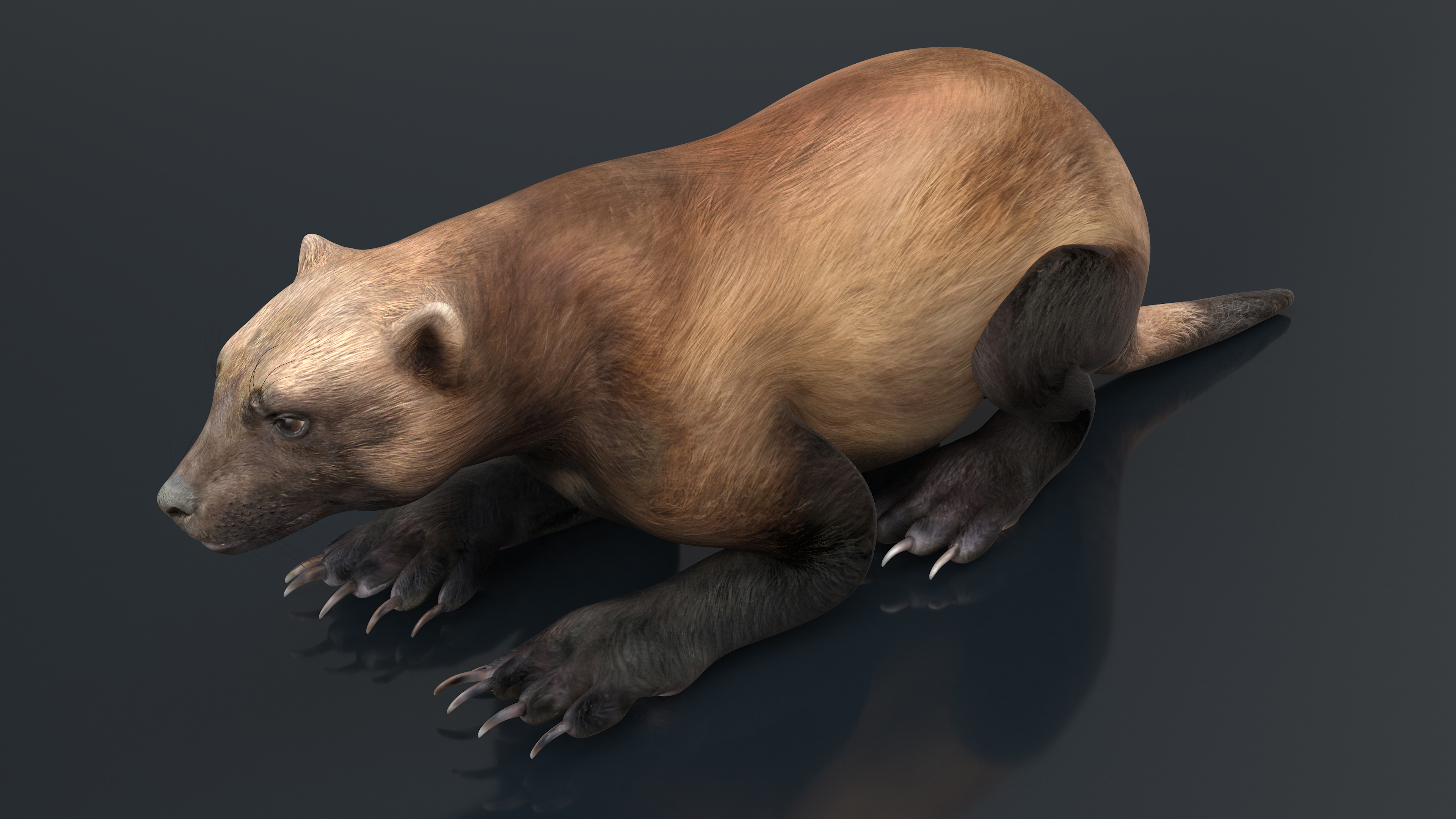3D Wolverine Dark Color Lying Down Pose