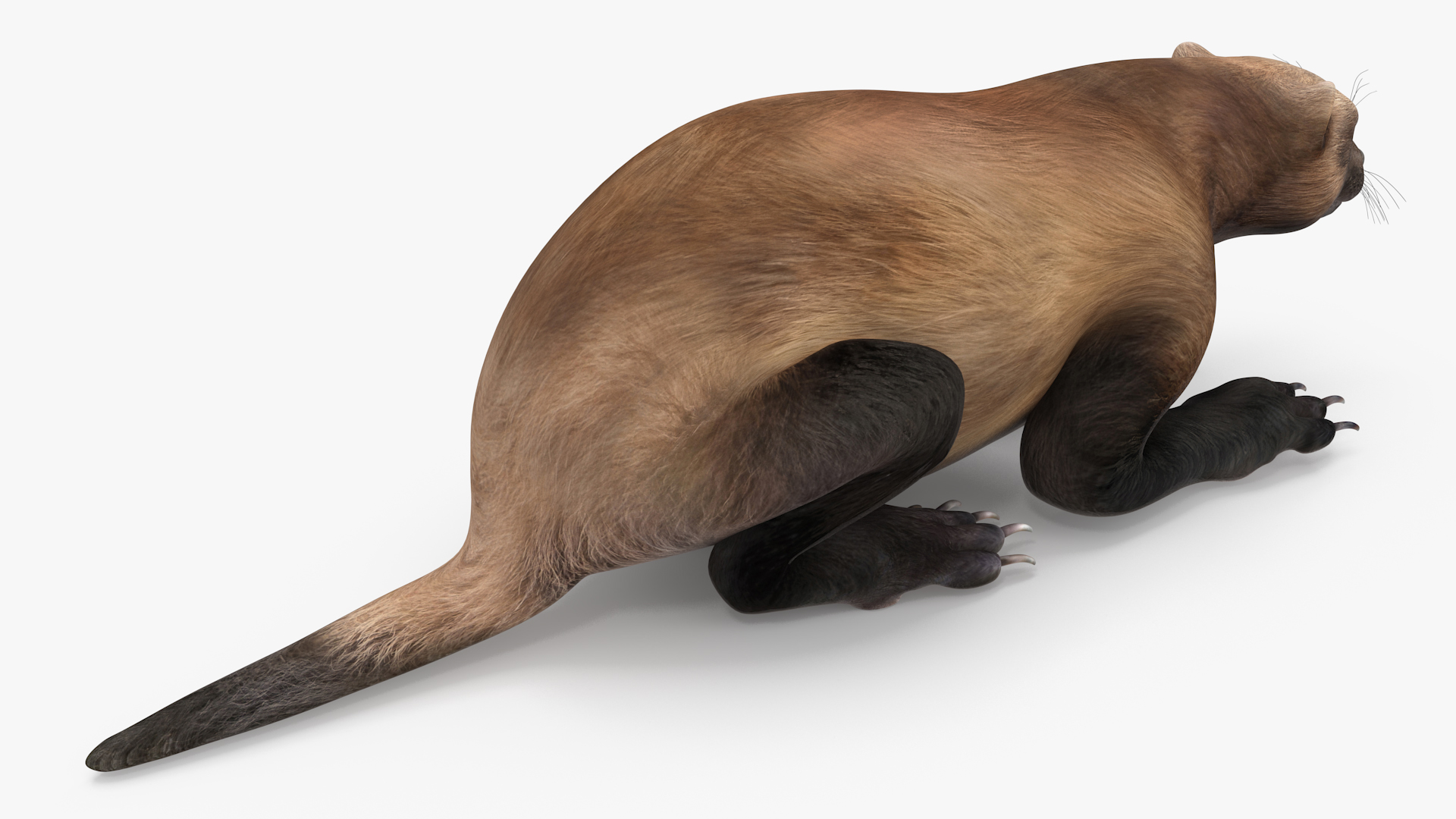 3D Wolverine Dark Color Lying Down Pose