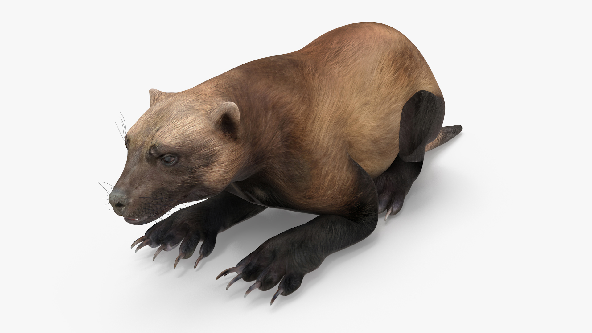 3D Wolverine Dark Color Lying Down Pose