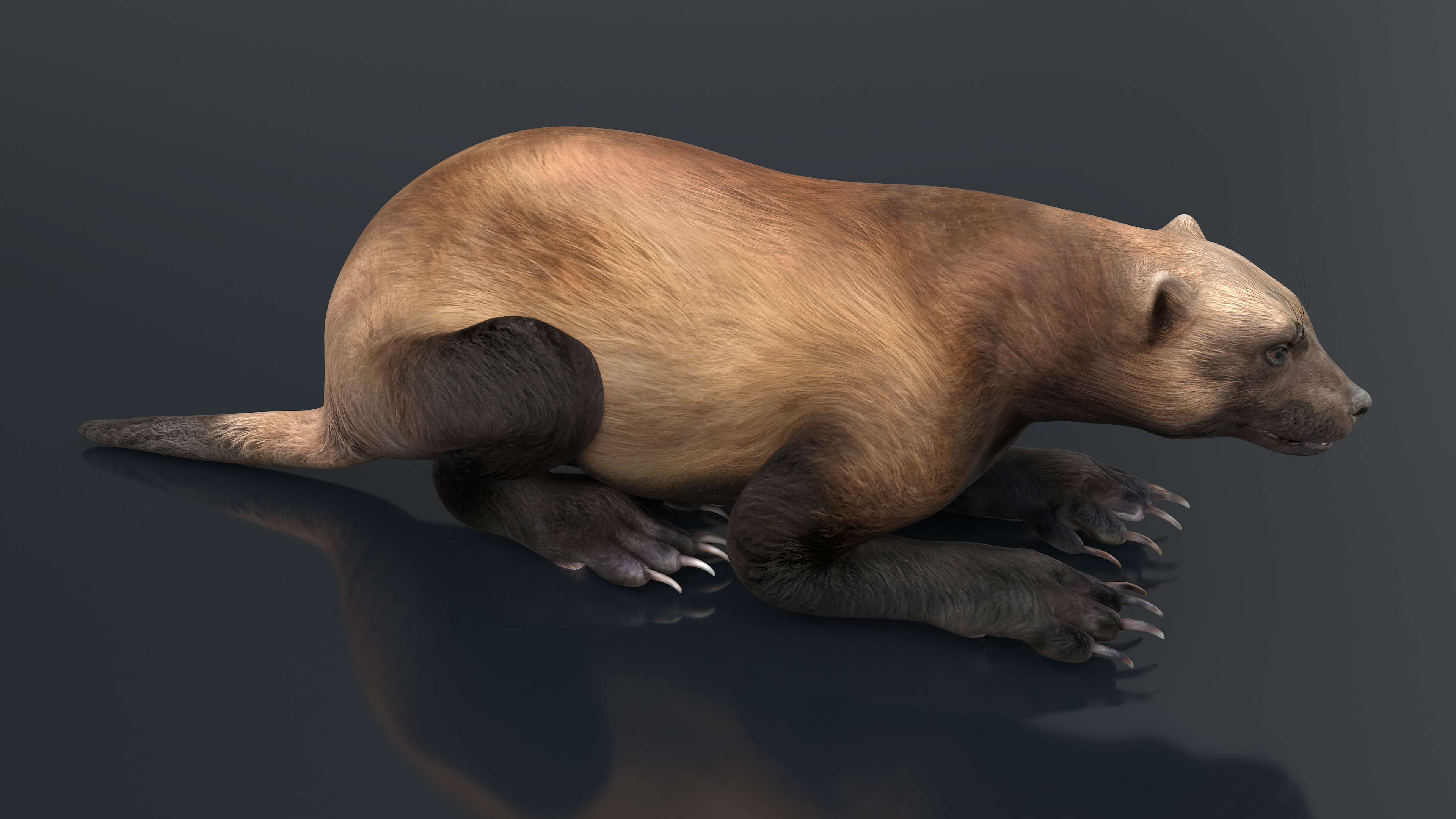 3D Wolverine Dark Color Lying Down Pose