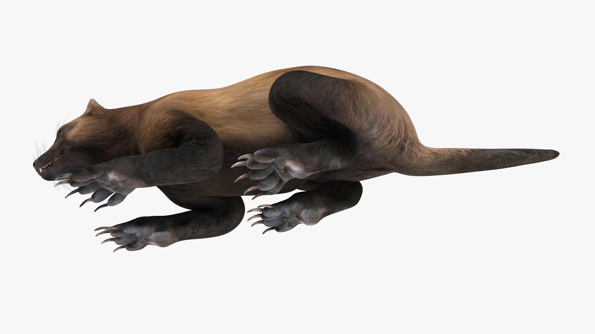 3D Wolverine Dark Color Lying Down Pose