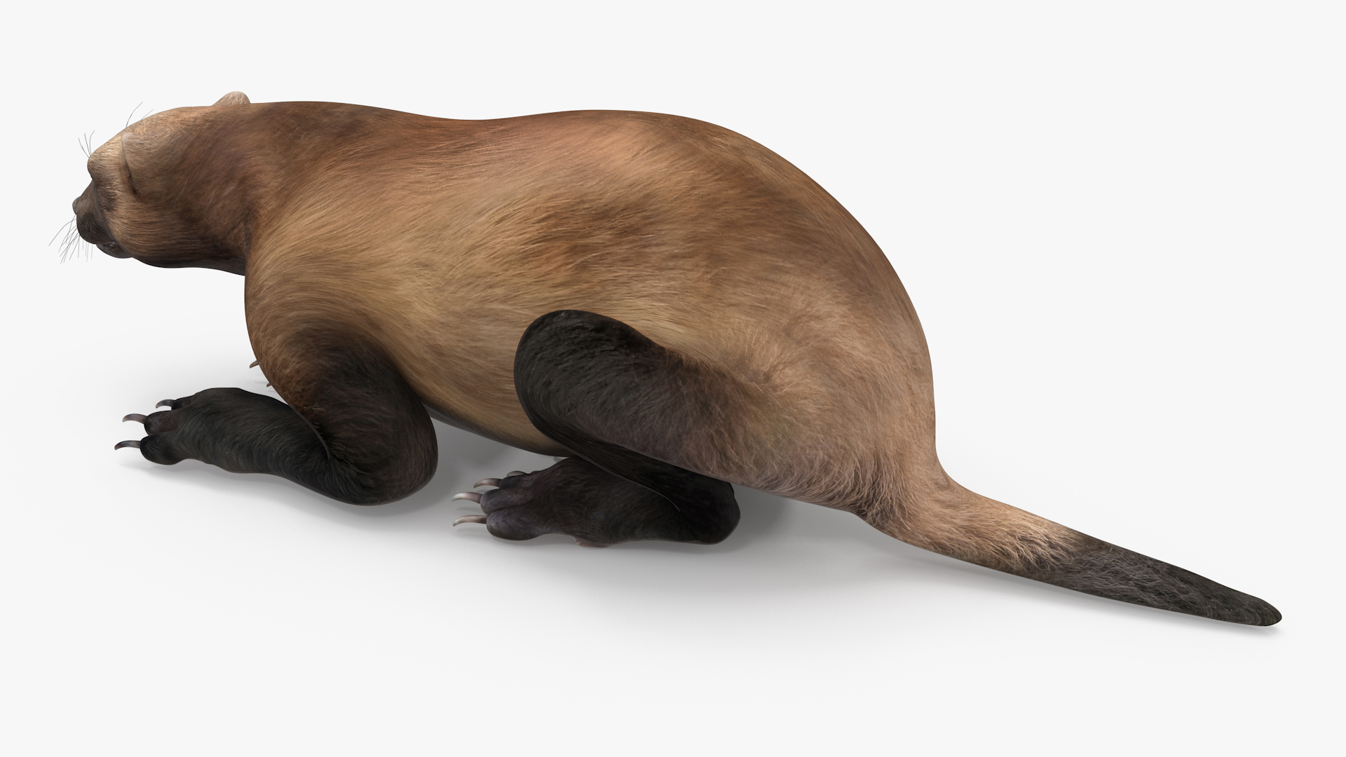3D Wolverine Dark Color Lying Down Pose