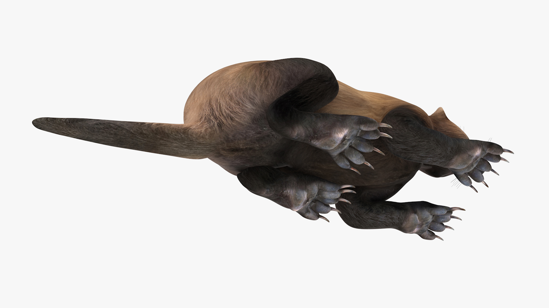 3D Wolverine Dark Color Lying Down Pose