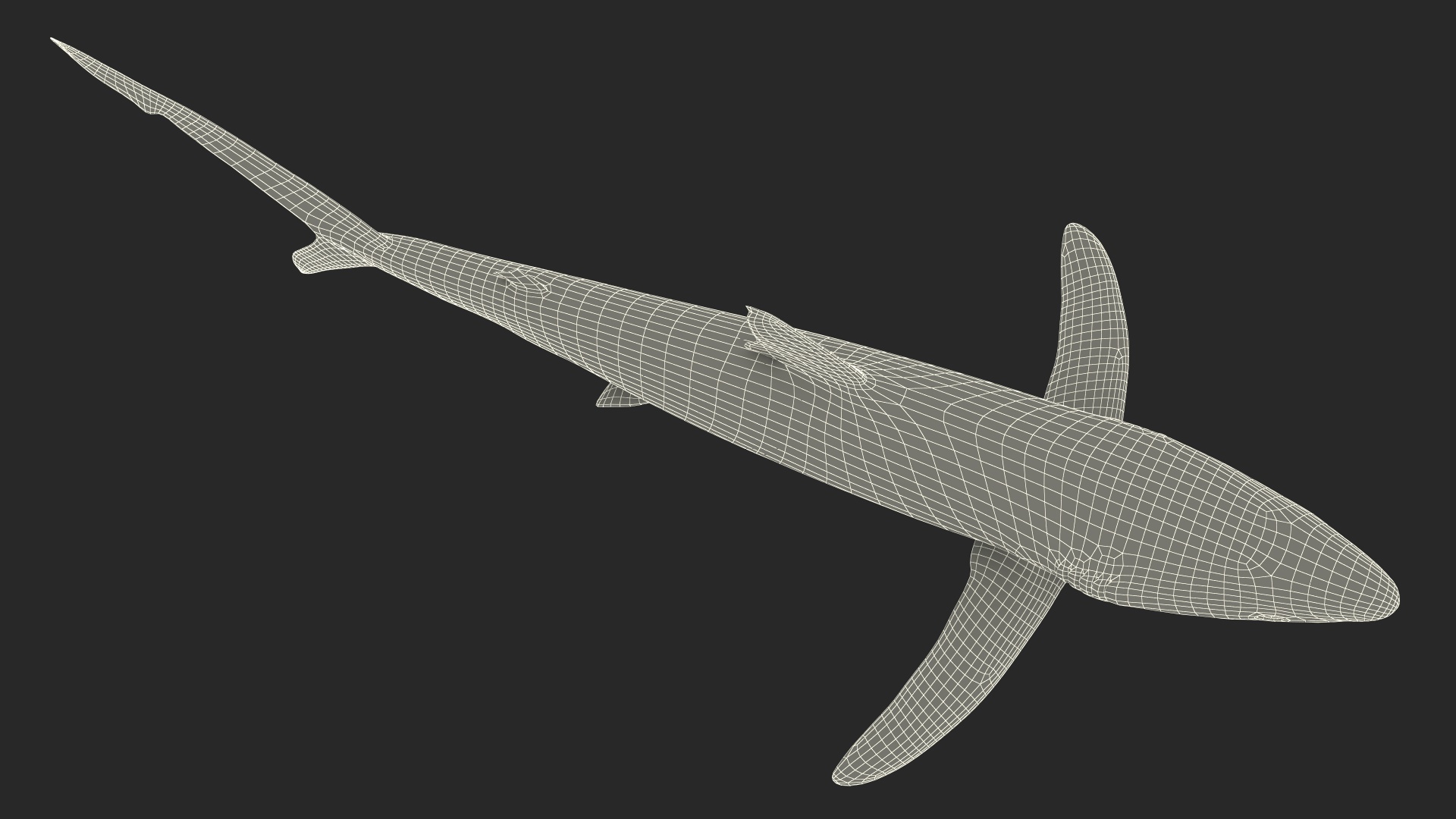 3D Prionace Glauca Shark Rigged model