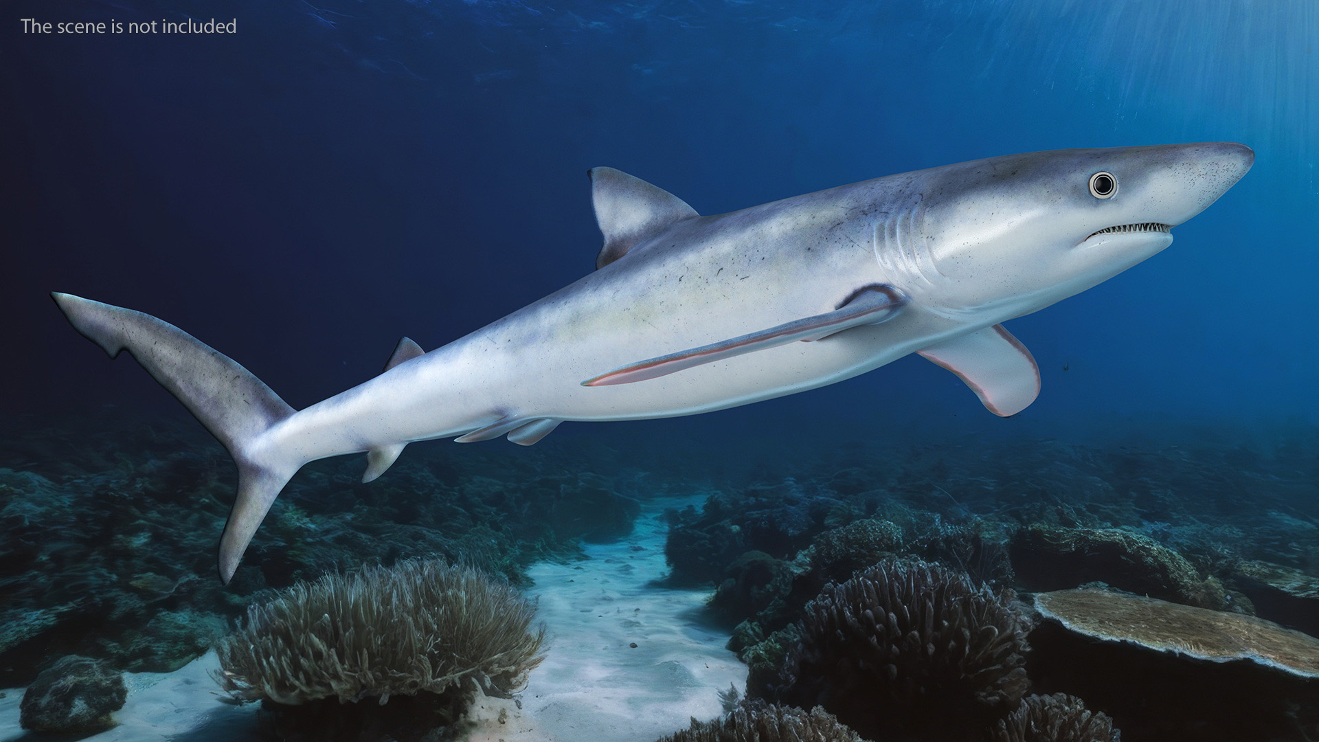 3D Prionace Glauca Shark Rigged model