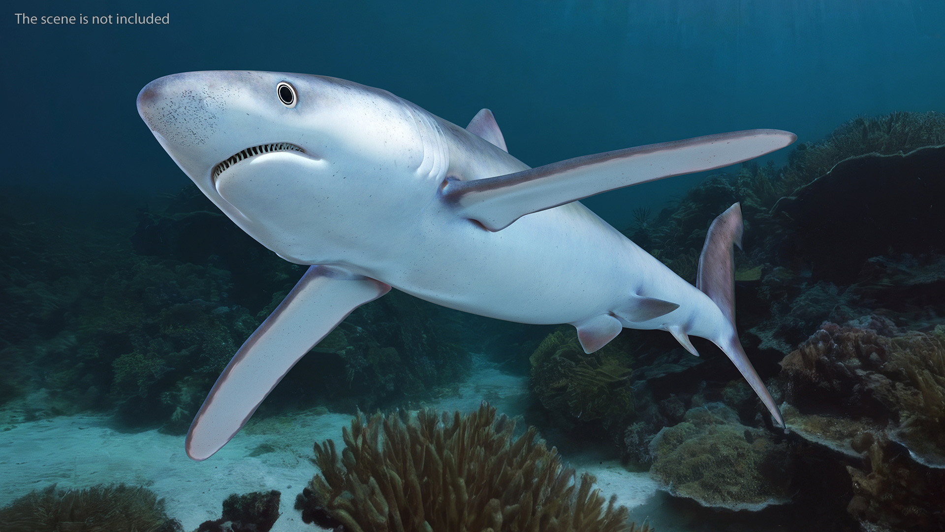 3D Prionace Glauca Shark Rigged model