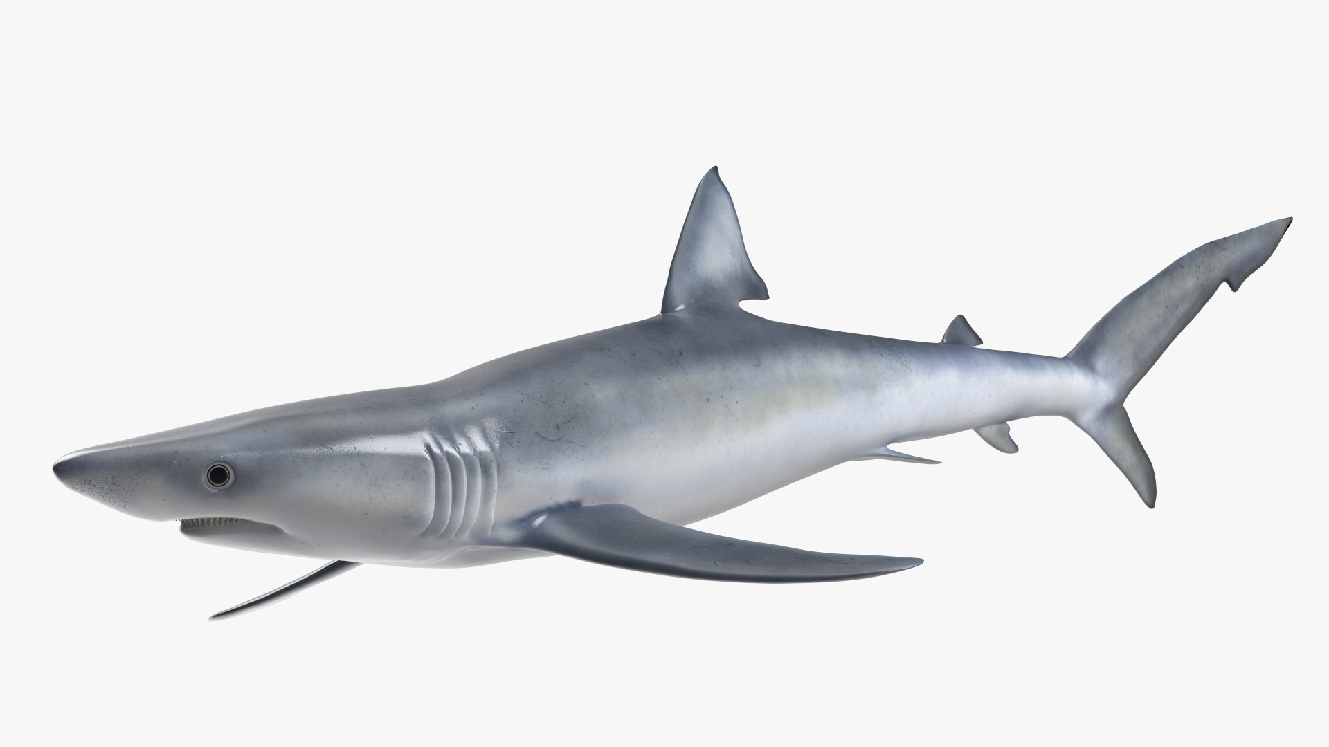 3D Prionace Glauca Shark Rigged model