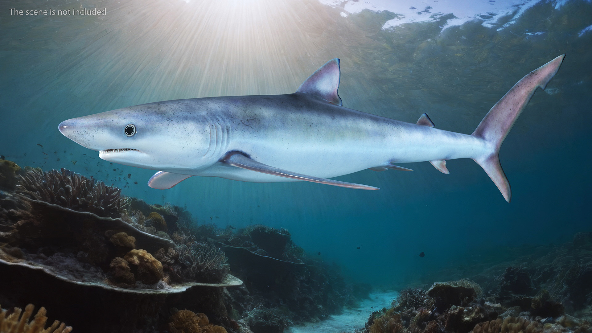 3D Prionace Glauca Shark Rigged model
