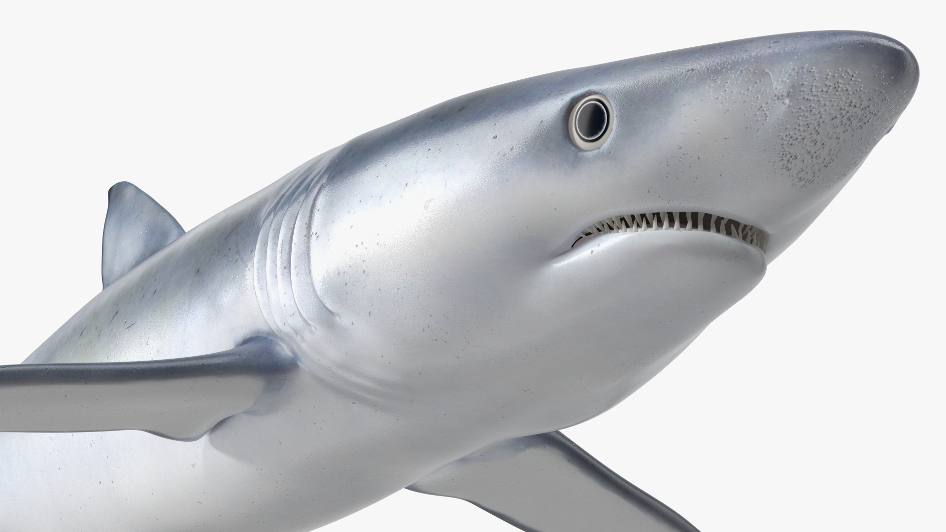 3D Prionace Glauca Shark Rigged model