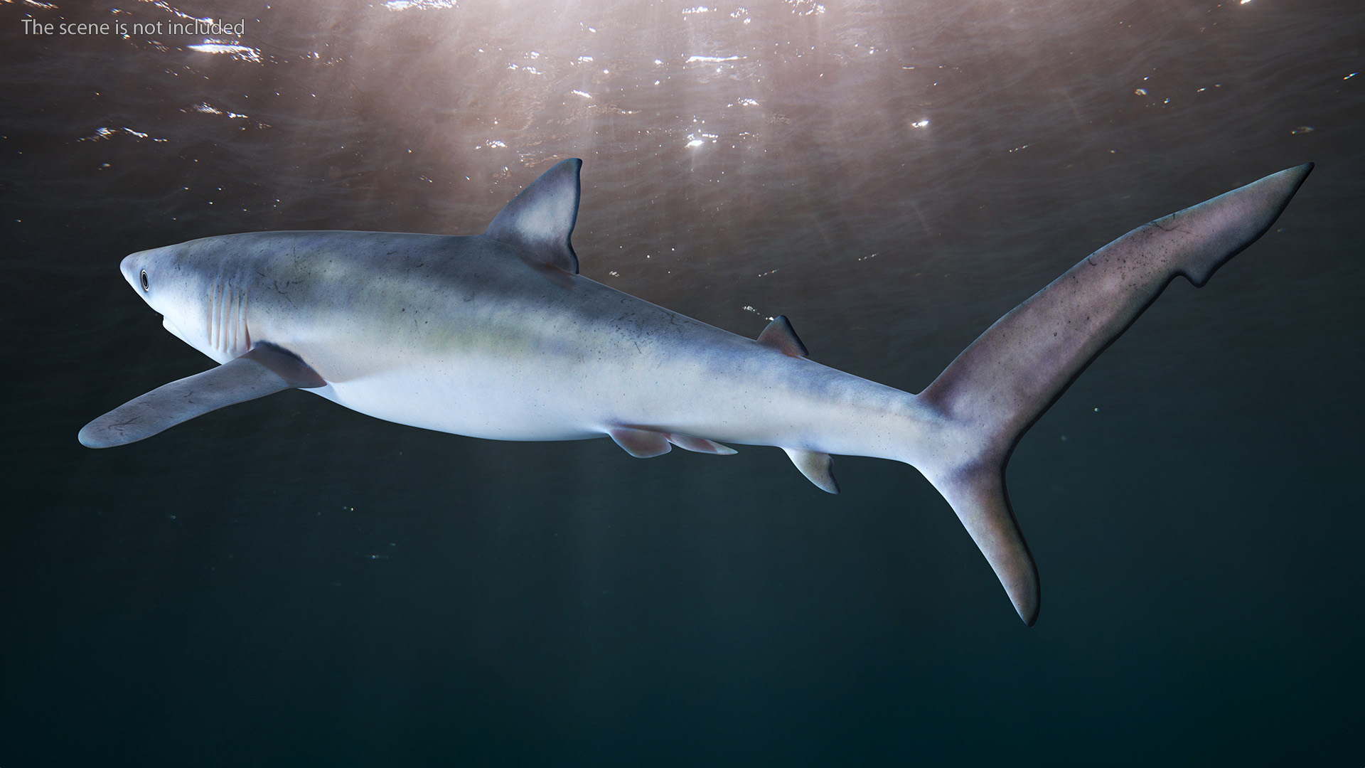 3D Prionace Glauca Shark Rigged model