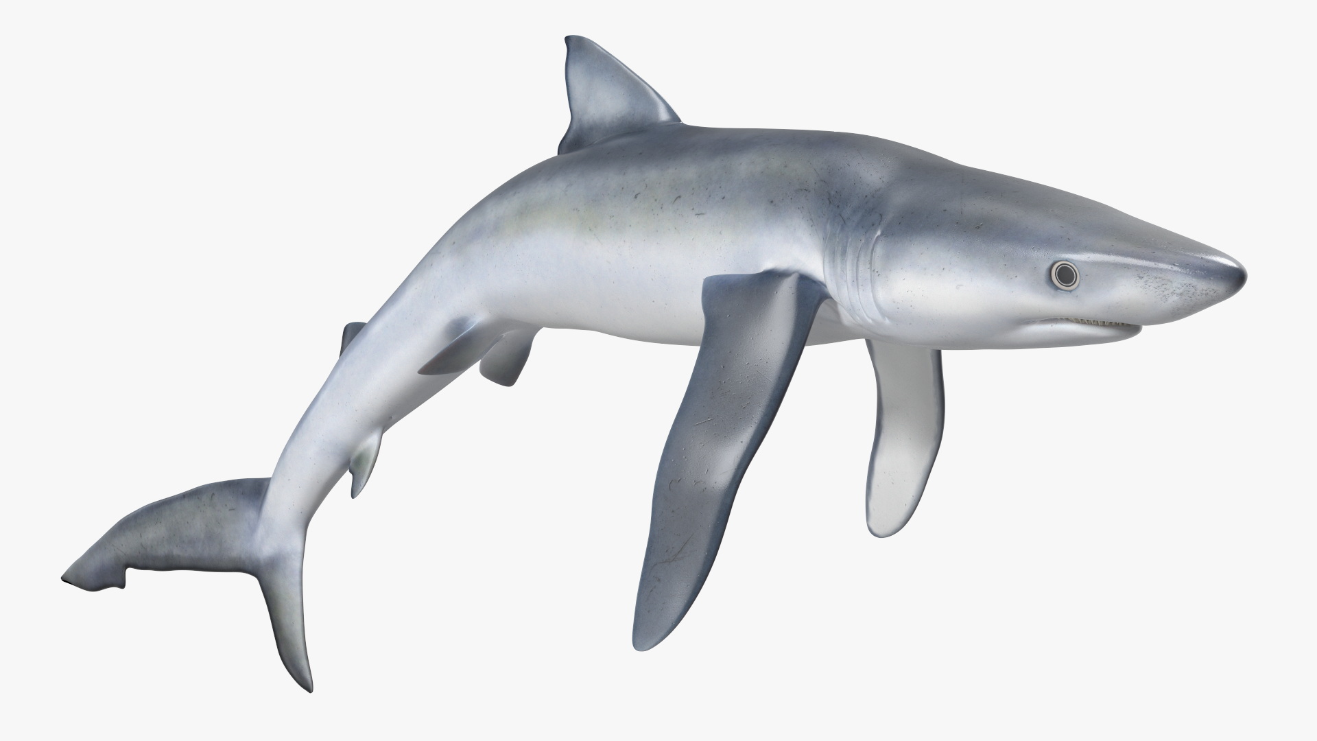 3D Prionace Glauca Shark Rigged model