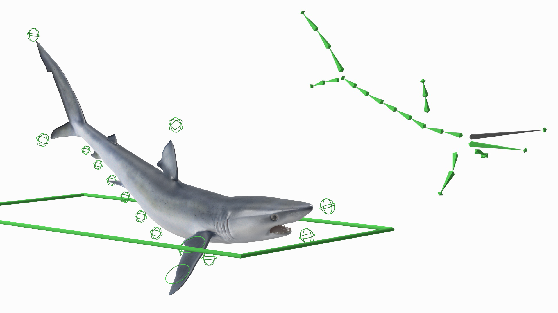 3D Prionace Glauca Shark Rigged model