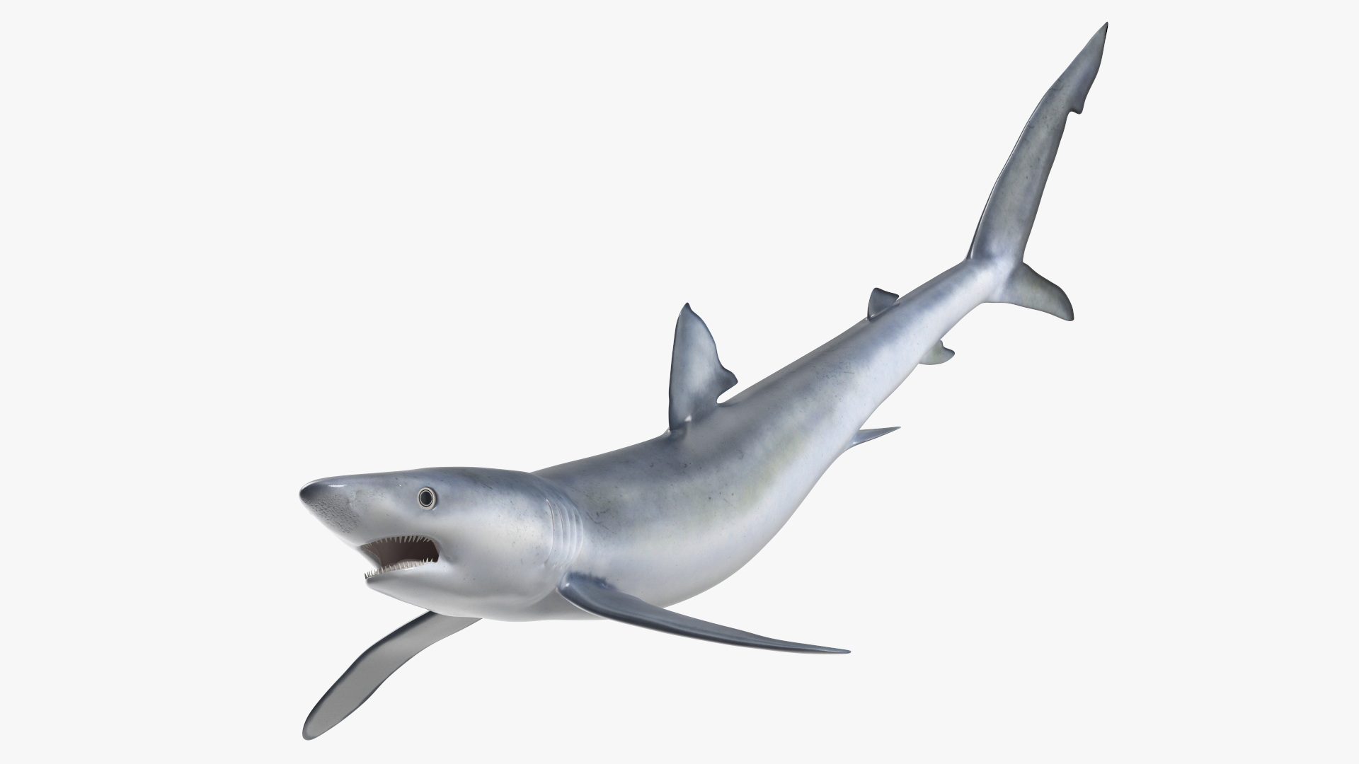 3D Prionace Glauca Shark Rigged model