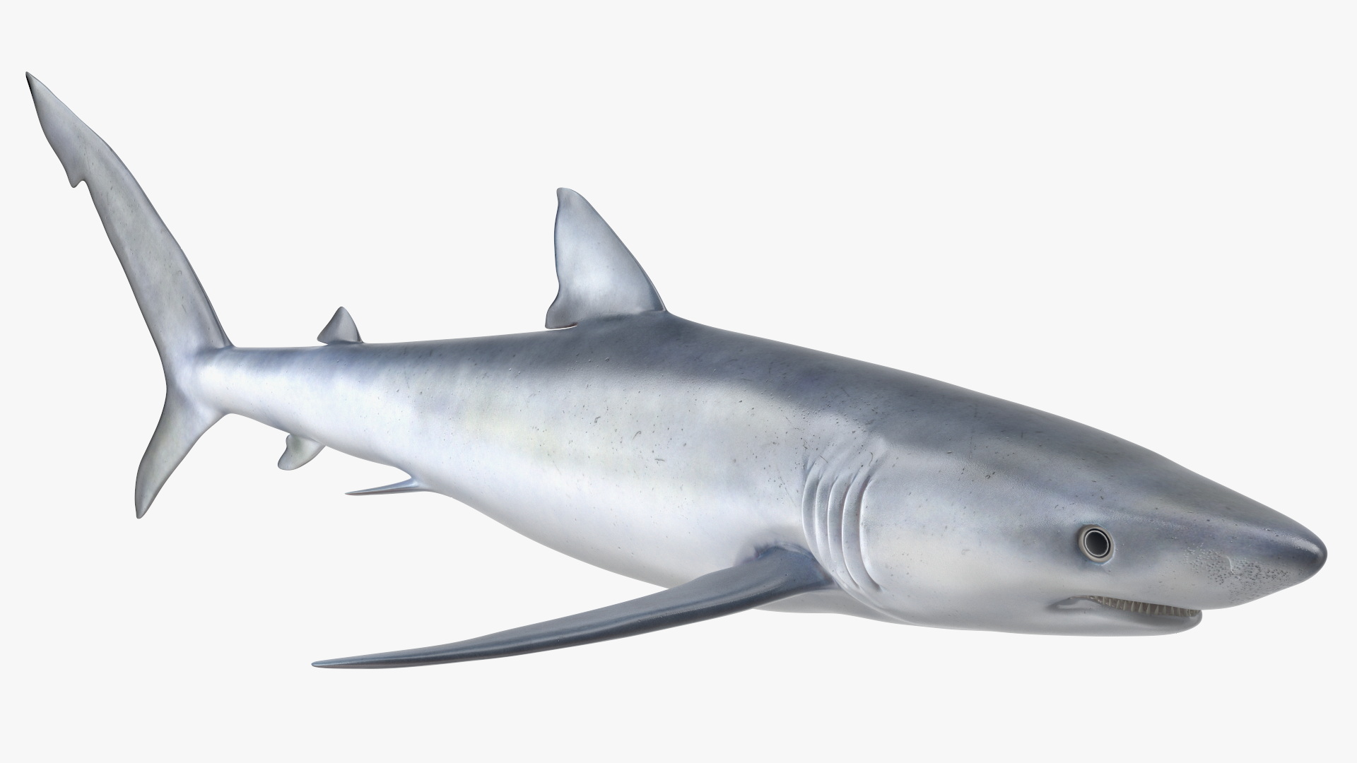 3D Prionace Glauca Shark Rigged model