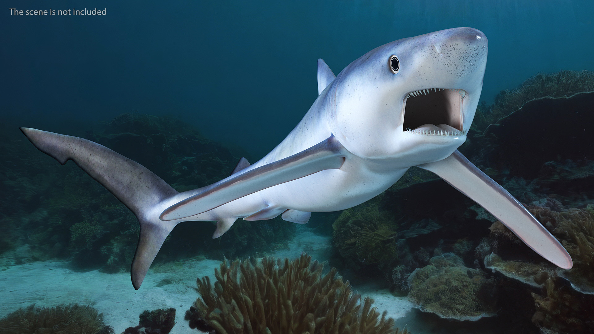 3D Prionace Glauca Shark Rigged model