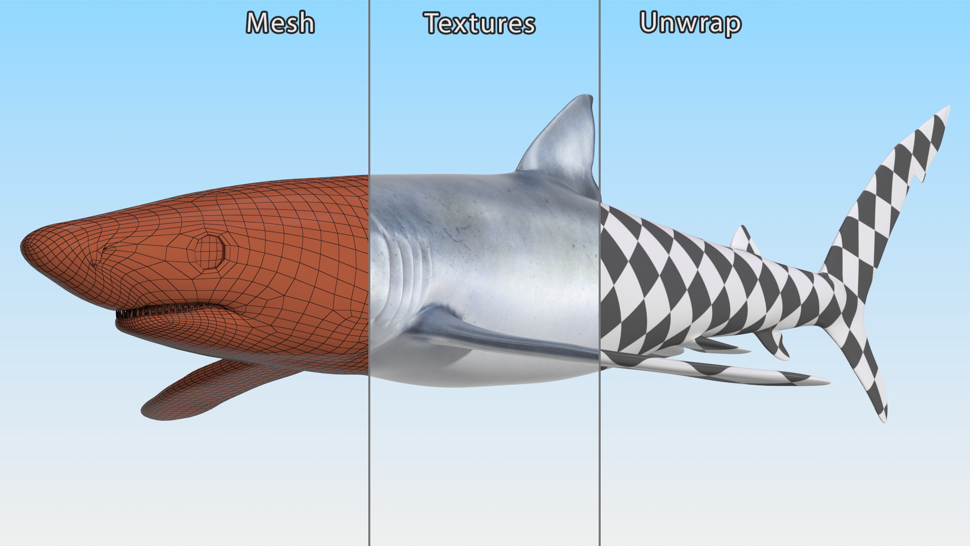 3D Prionace Glauca Shark Rigged model