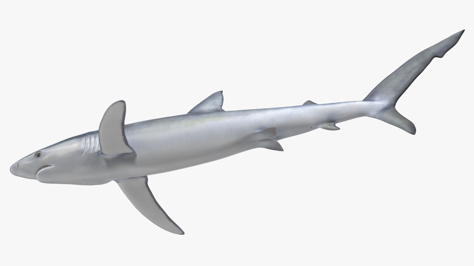 3D Prionace Glauca Shark Rigged model