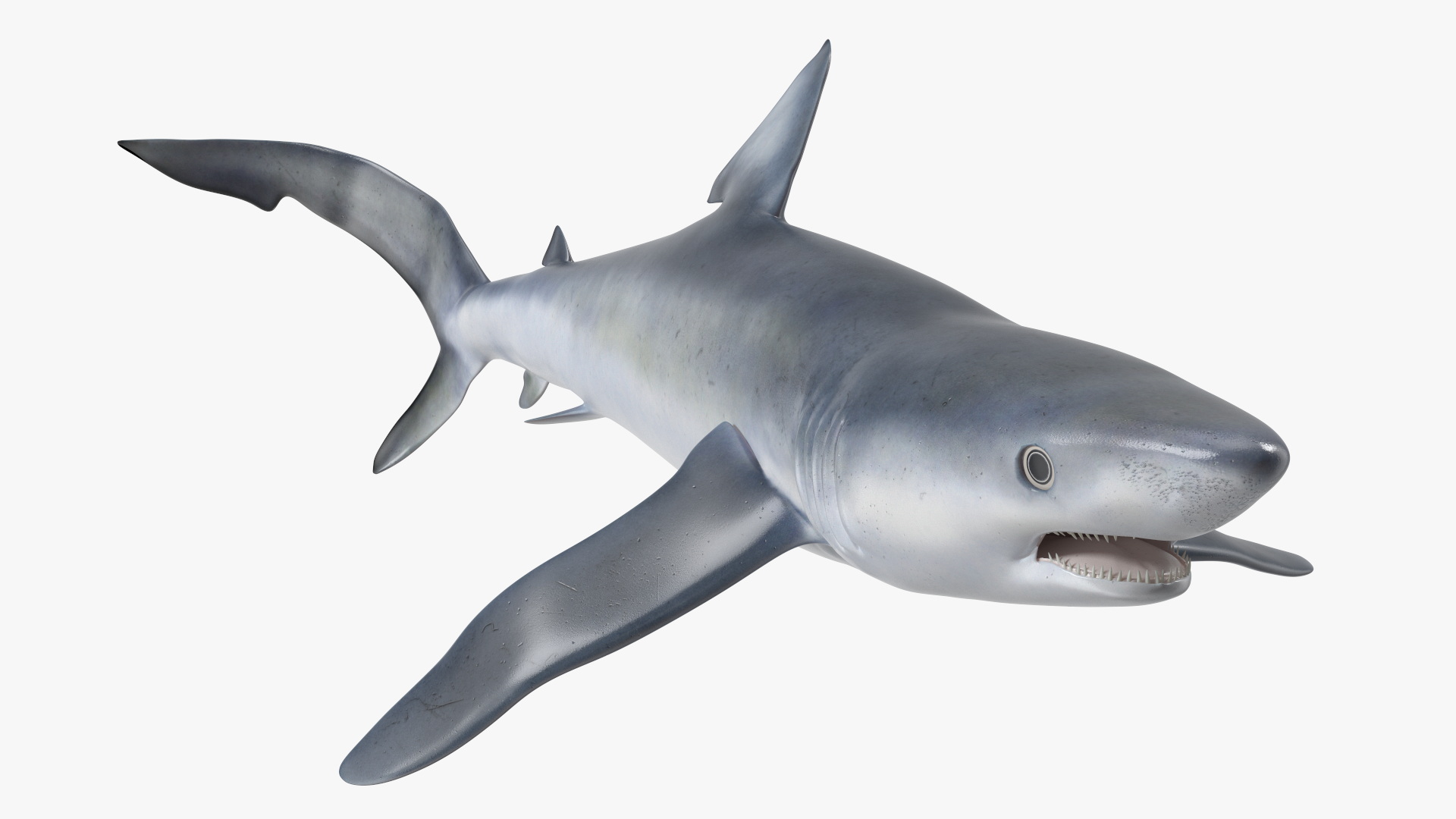 3D Prionace Glauca Shark Rigged model