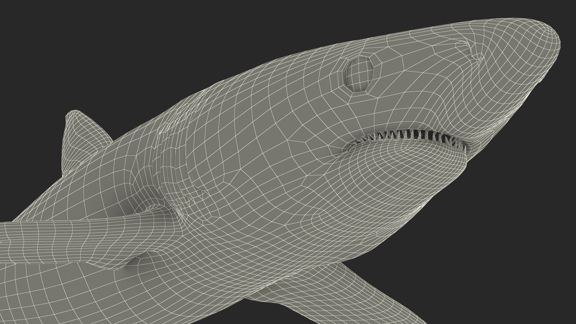 3D Prionace Glauca Shark Rigged model