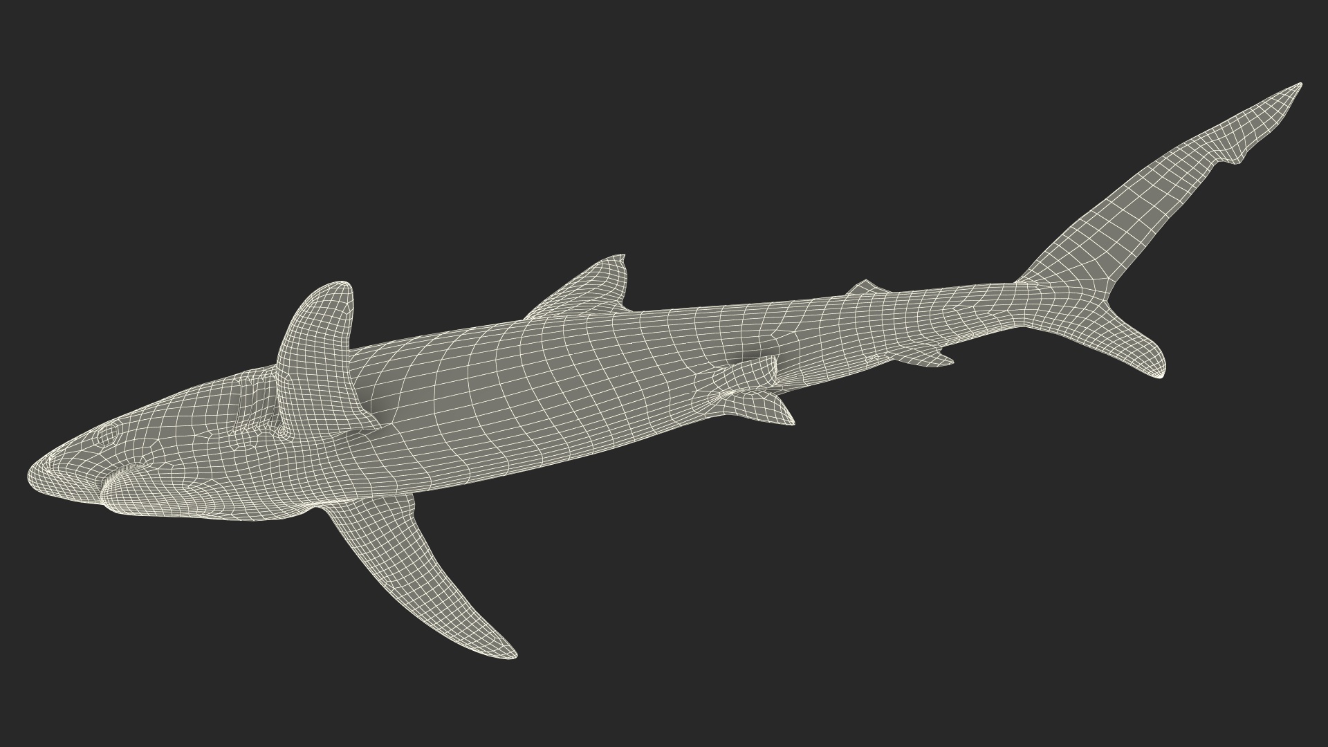 3D Prionace Glauca Shark Rigged model