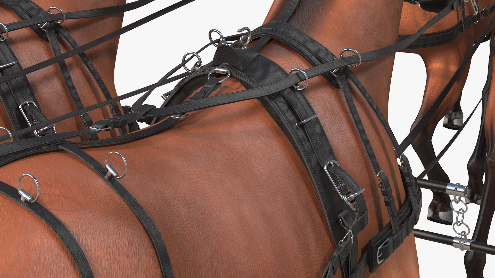 Team of Four Breast Collar Harness Walking Pose 3D
