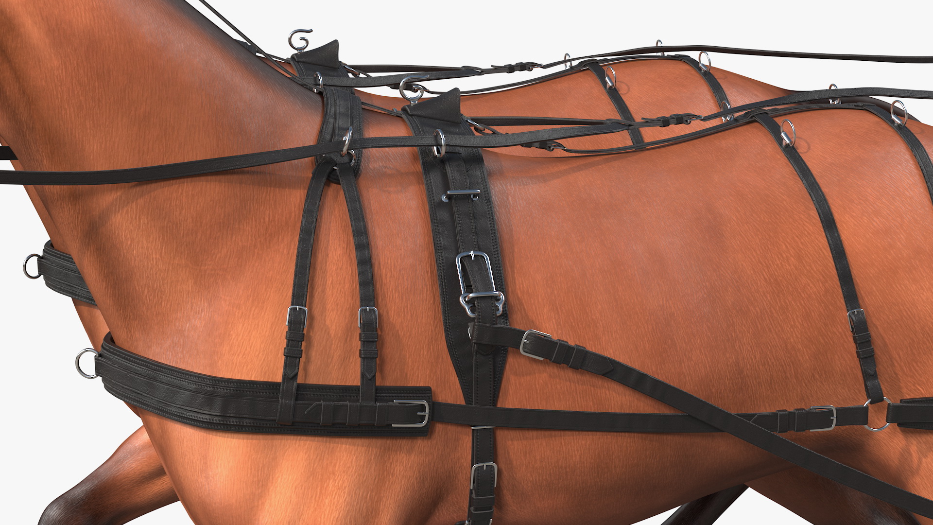 Team of Four Breast Collar Harness Walking Pose 3D