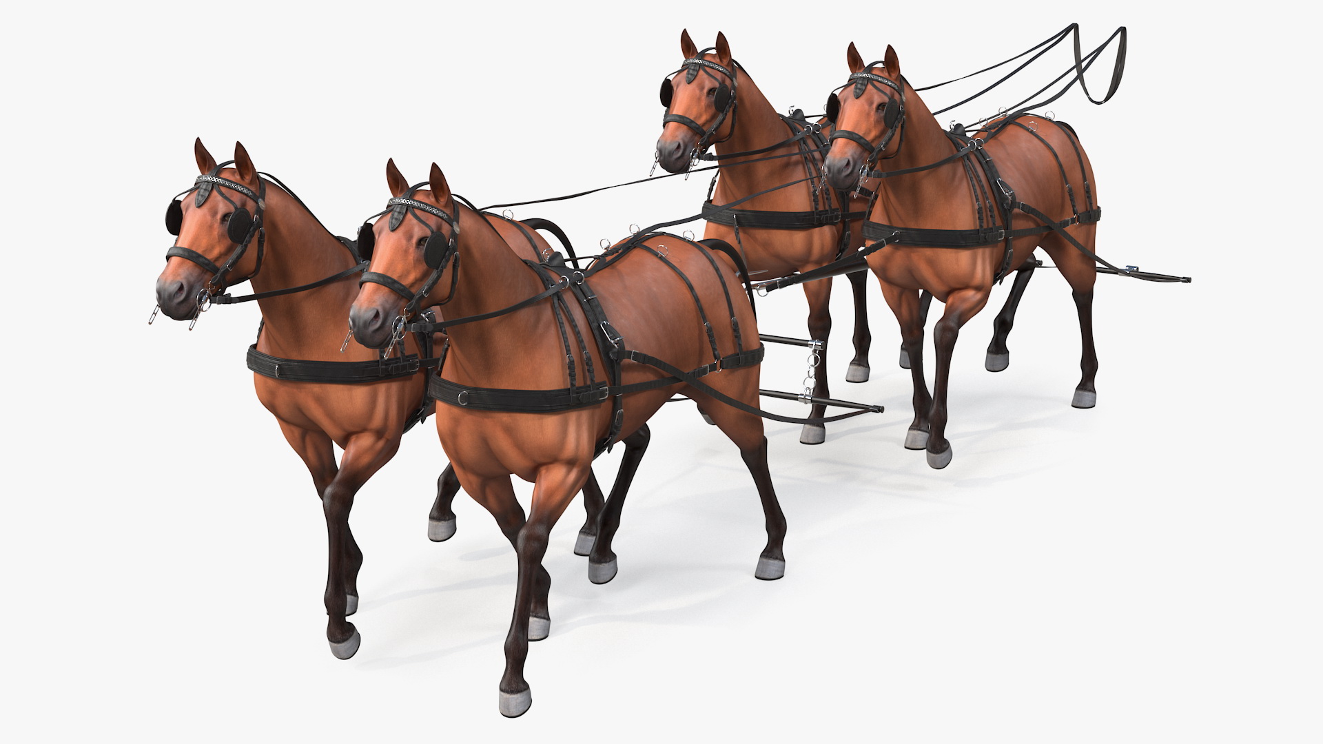 Team of Four Breast Collar Harness Walking Pose 3D