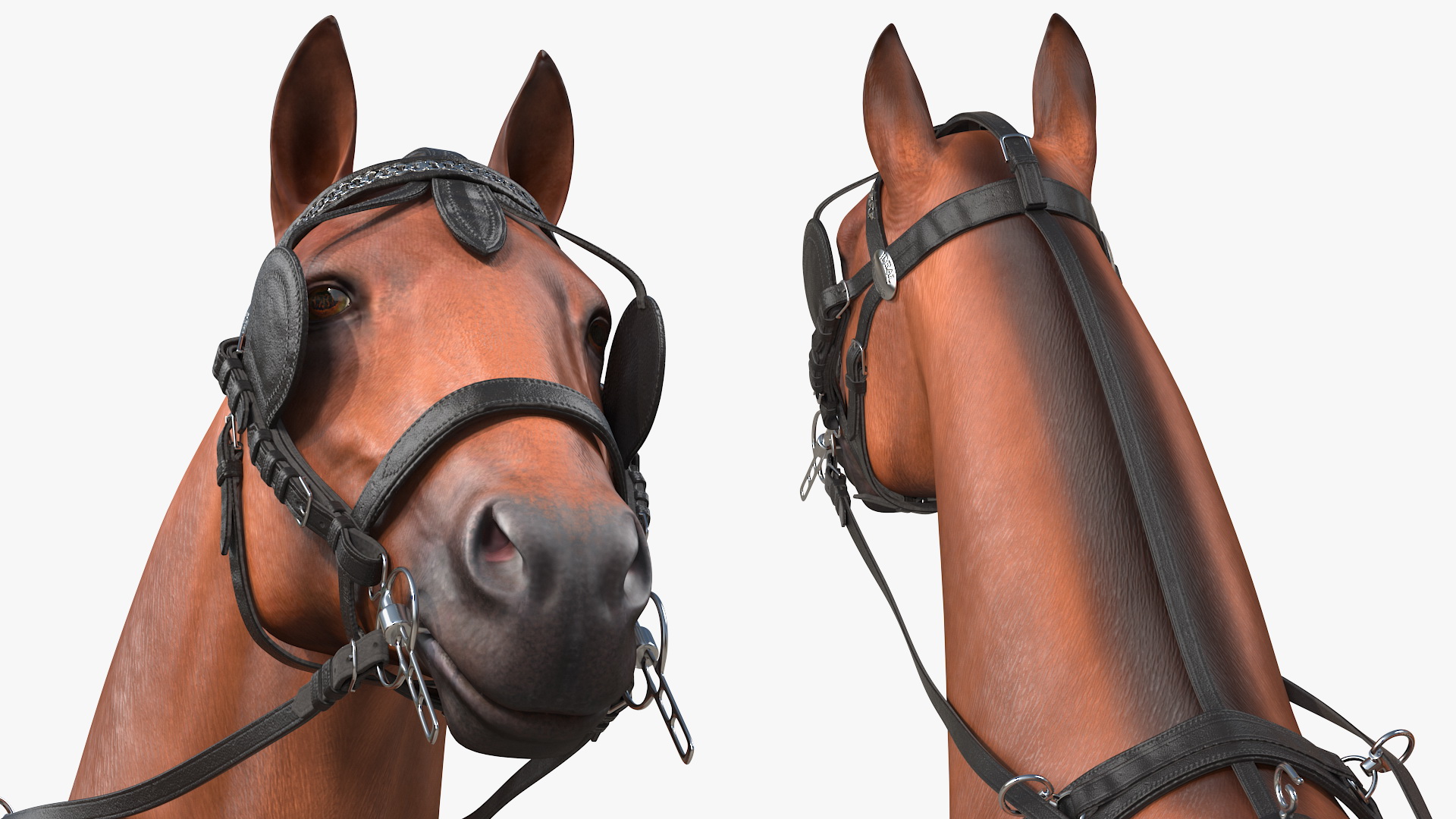 Team of Four Breast Collar Harness Walking Pose 3D