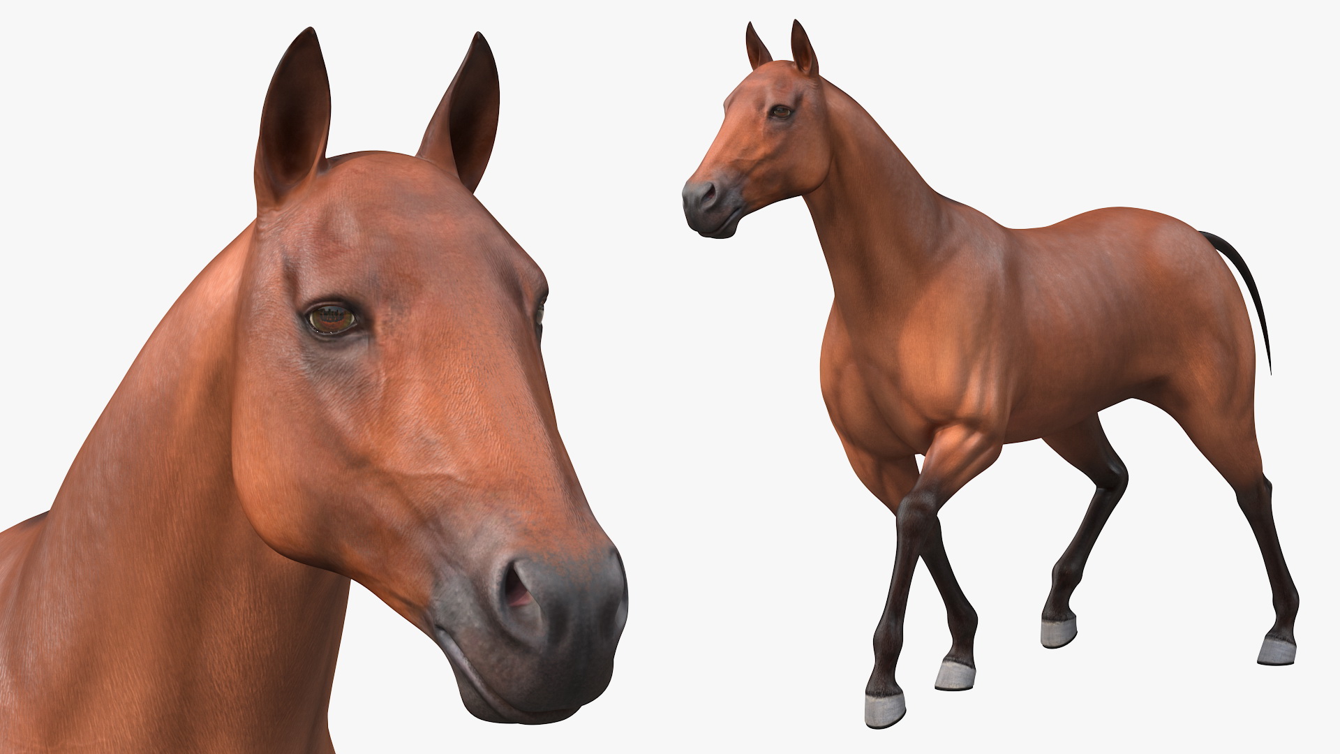 Team of Four Breast Collar Harness Walking Pose 3D
