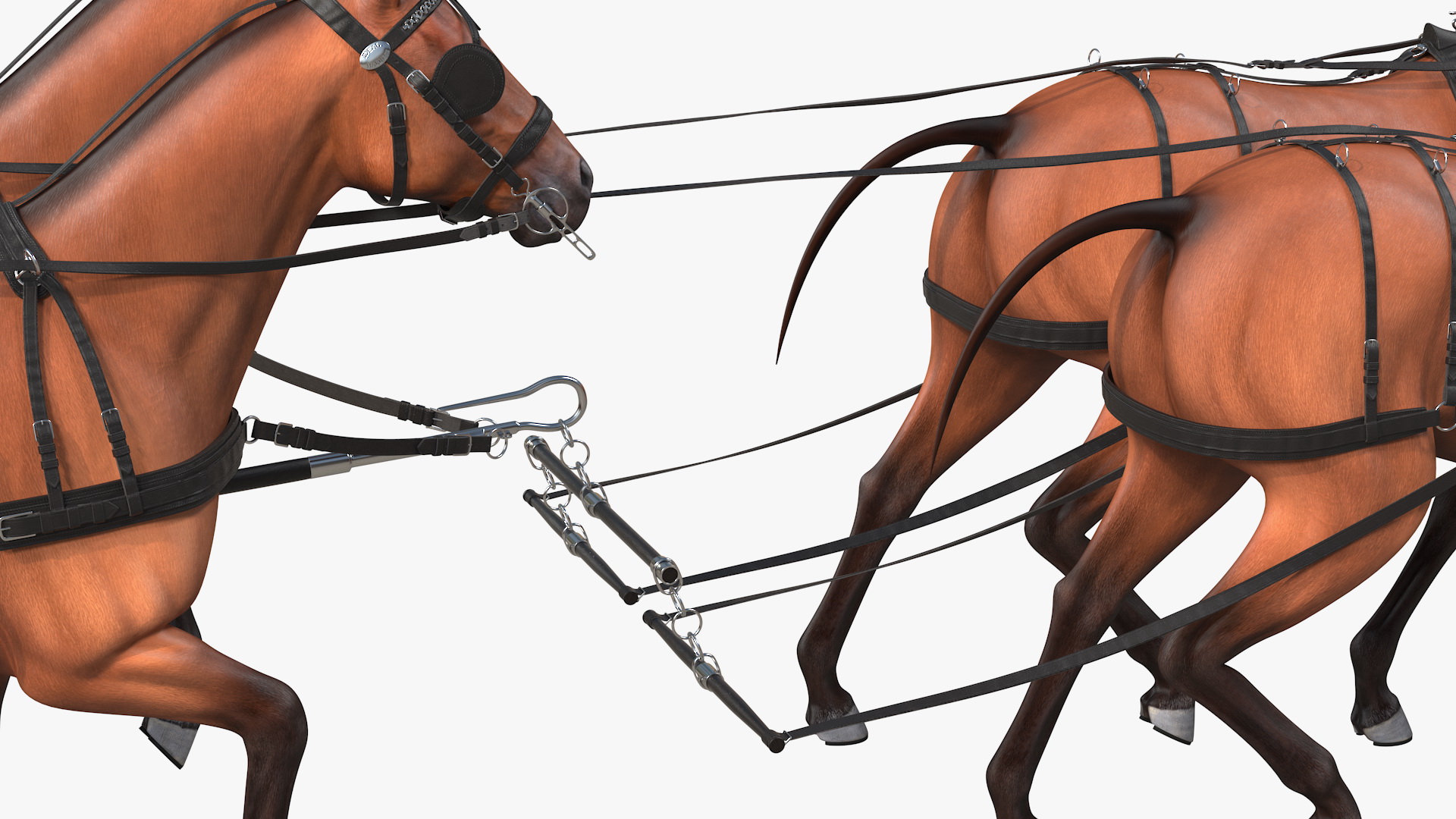 Team of Four Breast Collar Harness Walking Pose 3D