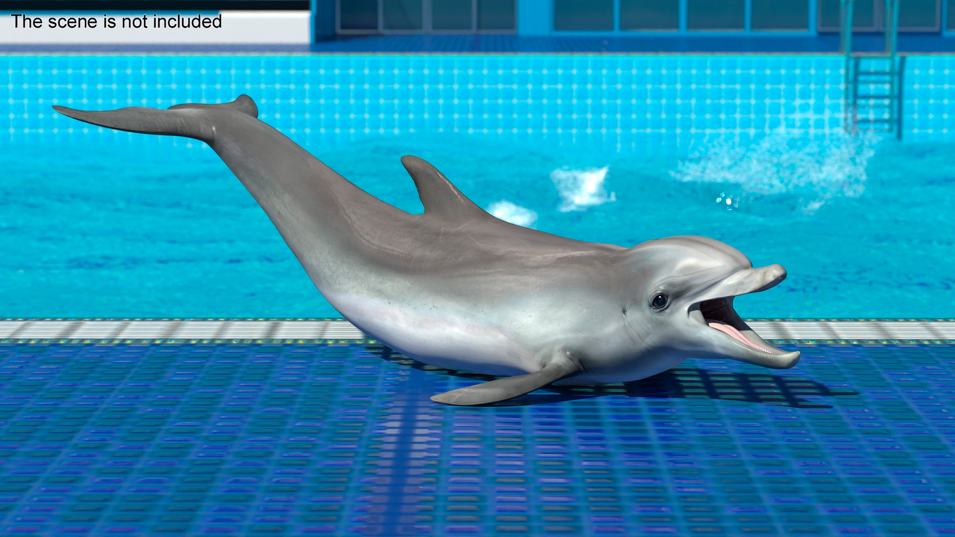 3D model Common Bottlenose Dolphin