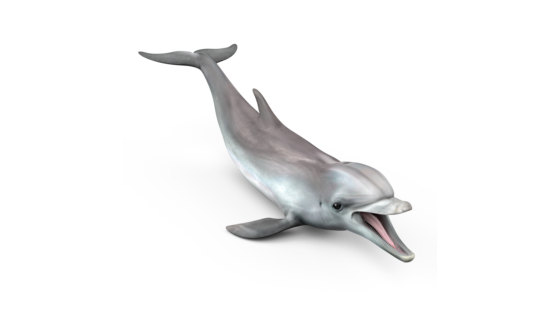 3D model Common Bottlenose Dolphin