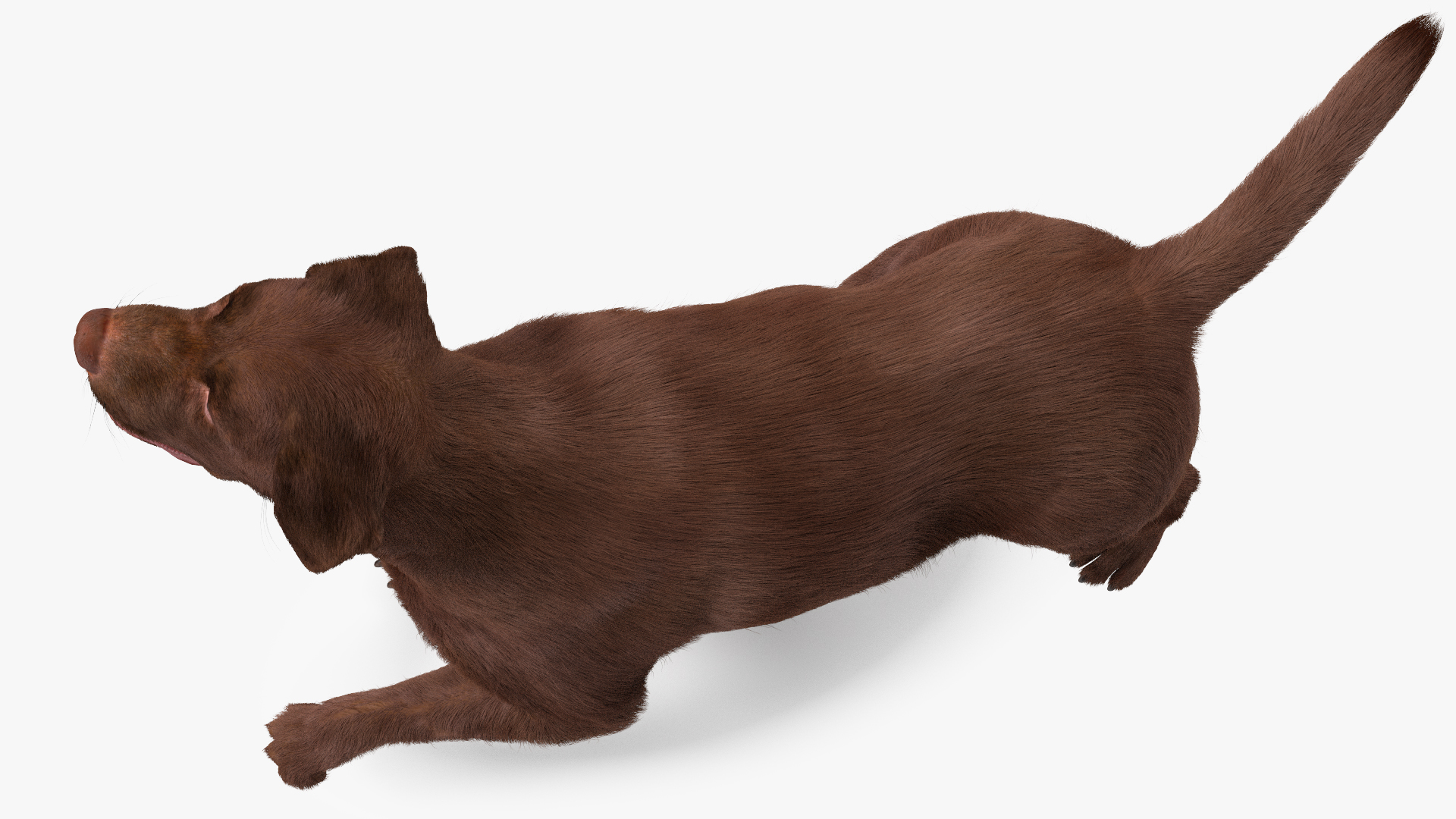 3D model Labrador Dog Brown Walking Fur