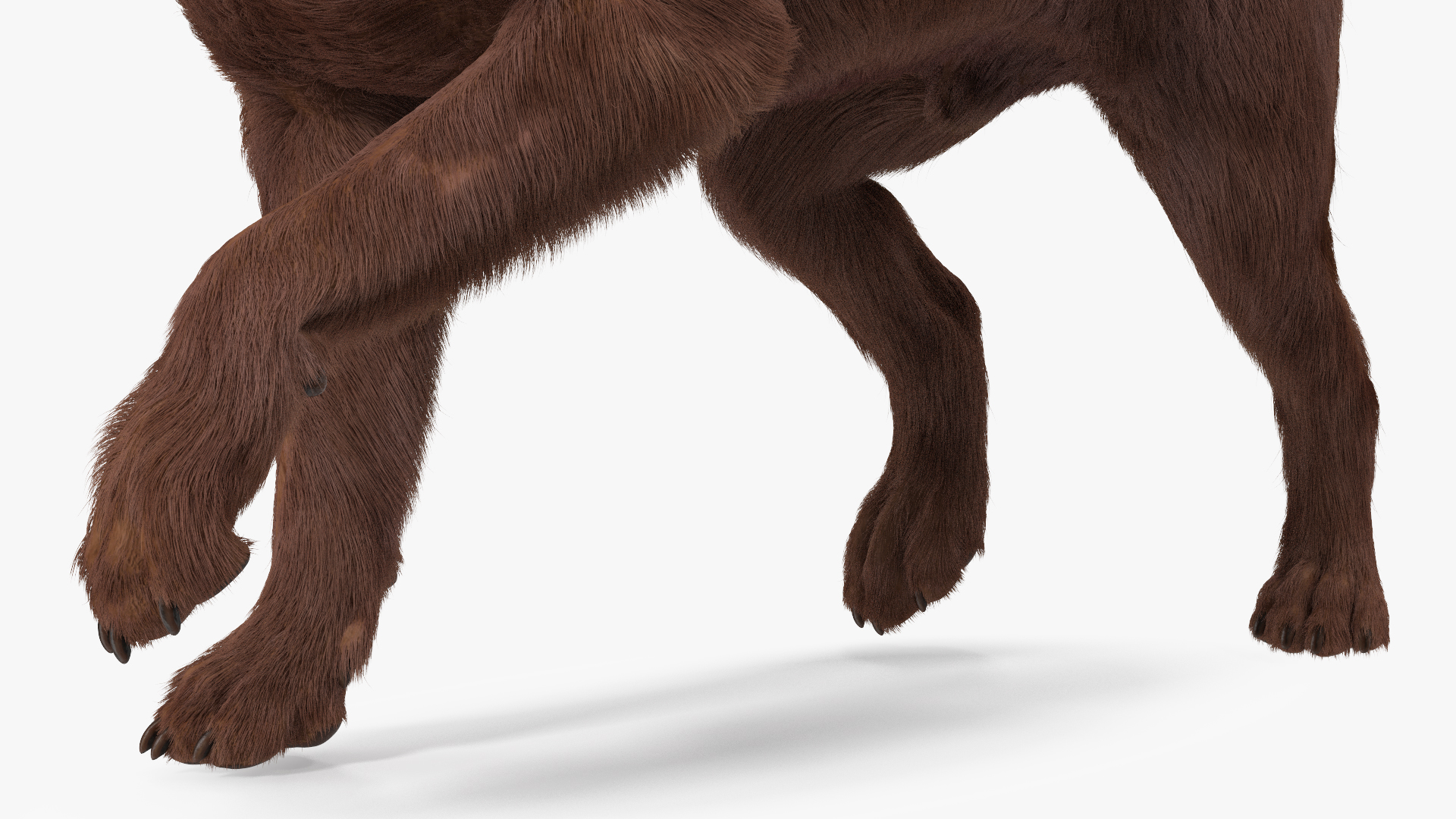 3D model Labrador Dog Brown Walking Fur