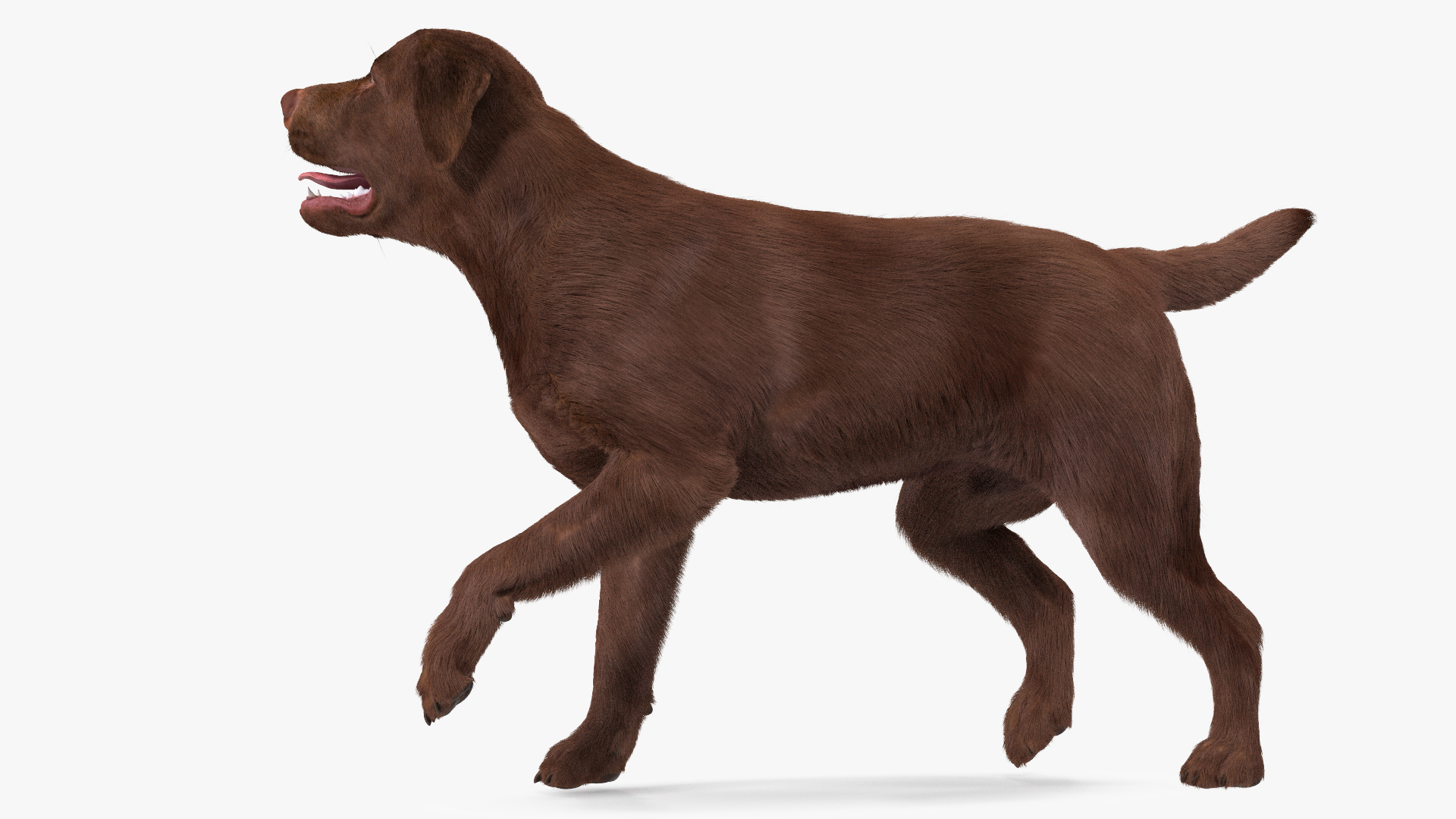 3D model Labrador Dog Brown Walking Fur