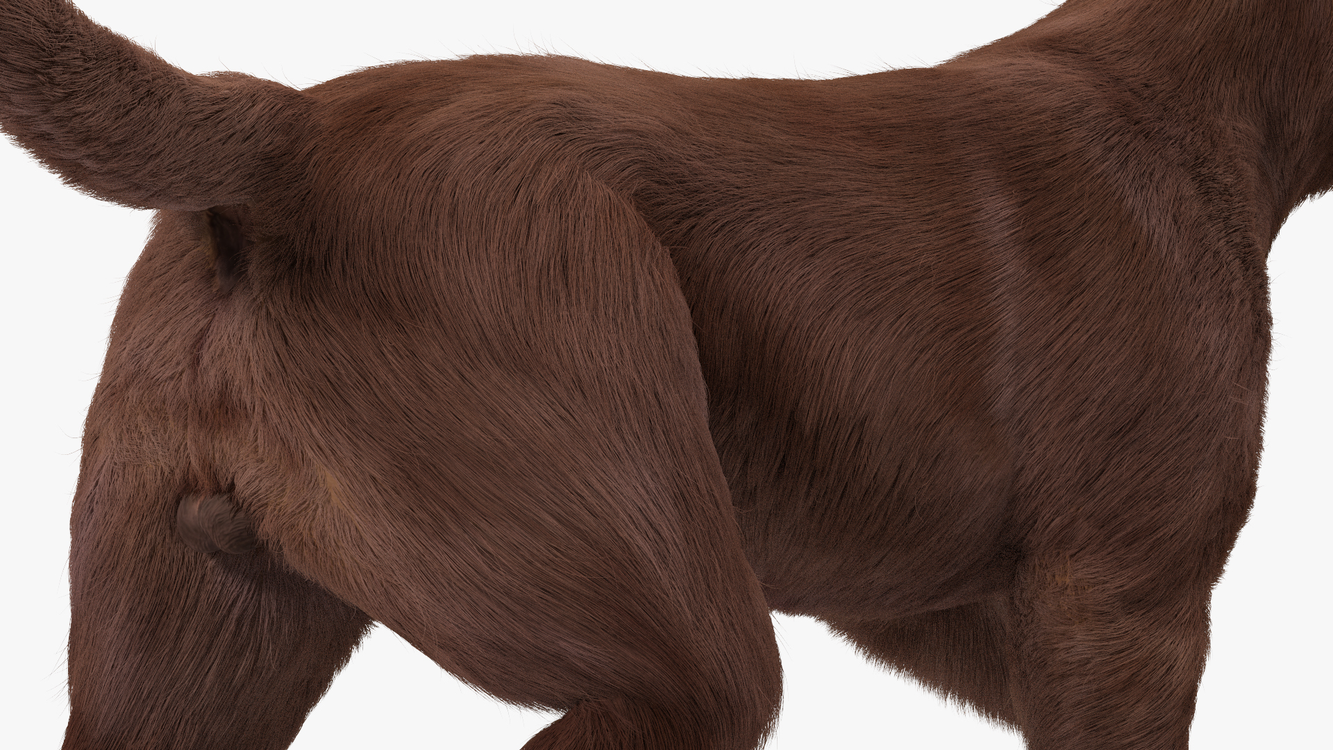 3D model Labrador Dog Brown Walking Fur