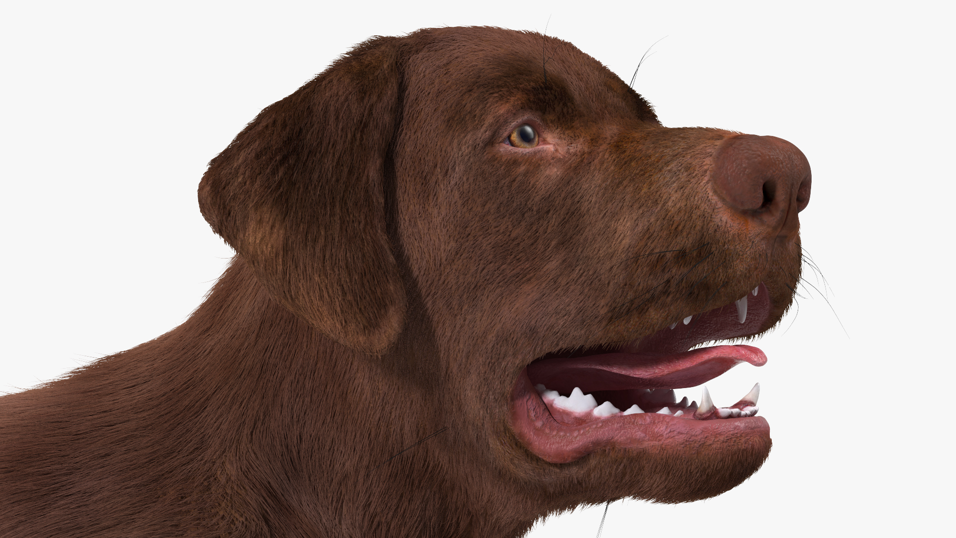 3D model Labrador Dog Brown Walking Fur