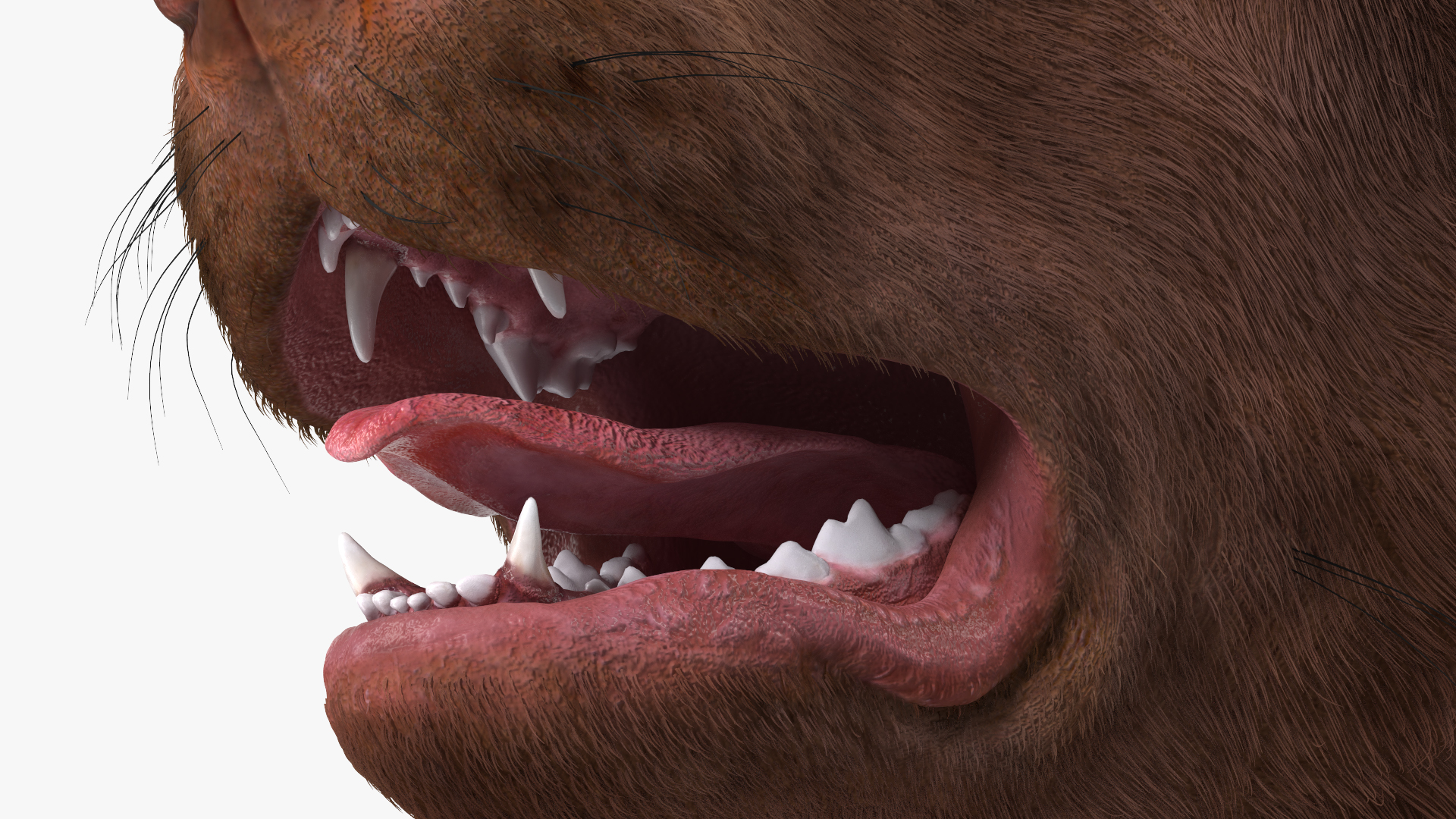 3D model Labrador Dog Brown Walking Fur