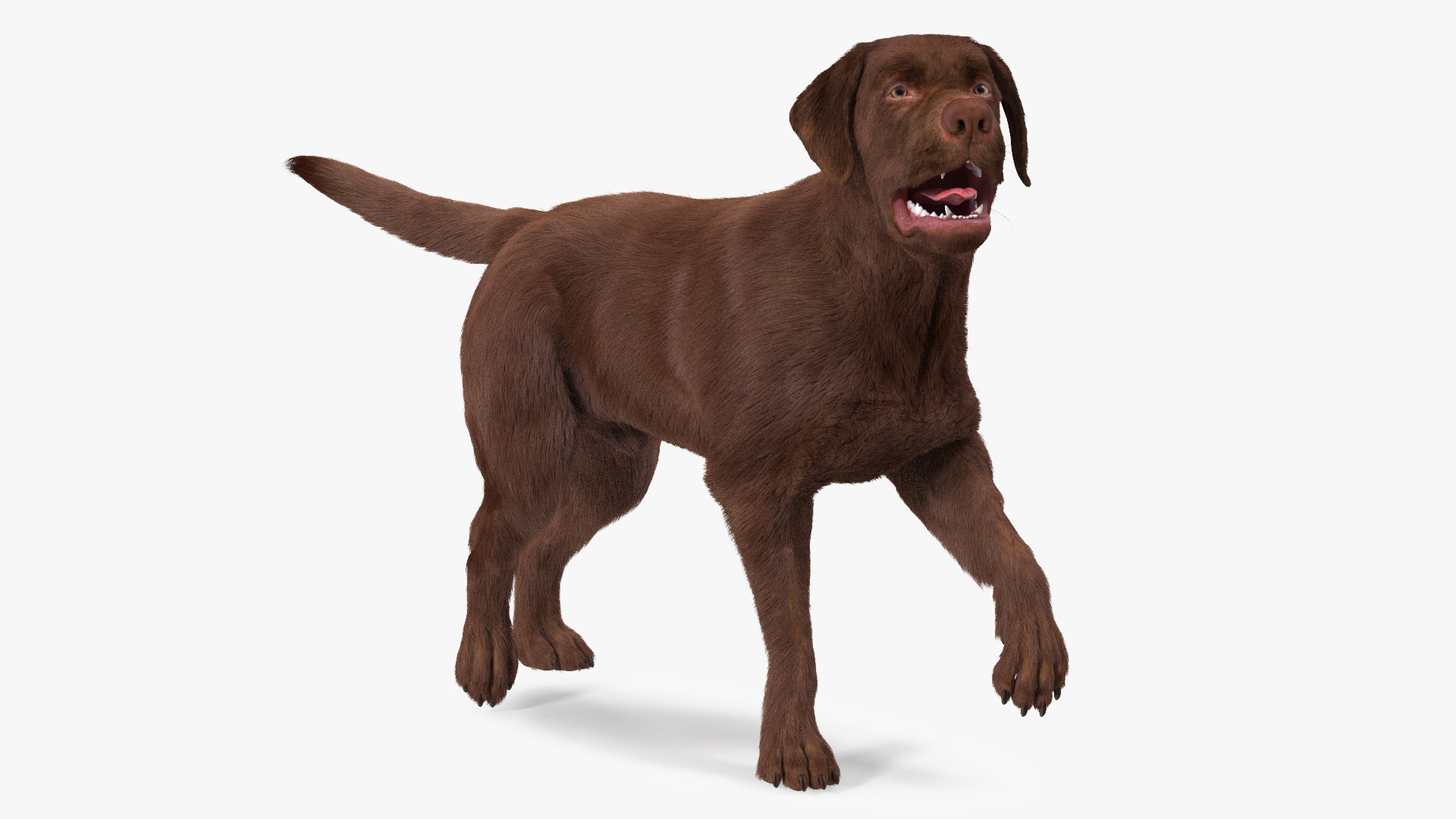 3D model Labrador Dog Brown Walking Fur