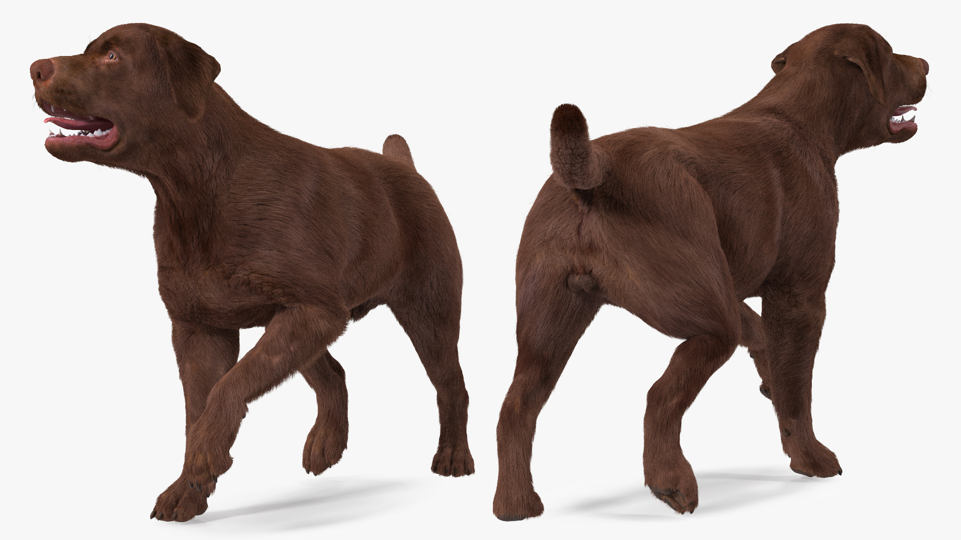 3D model Labrador Dog Brown Walking Fur