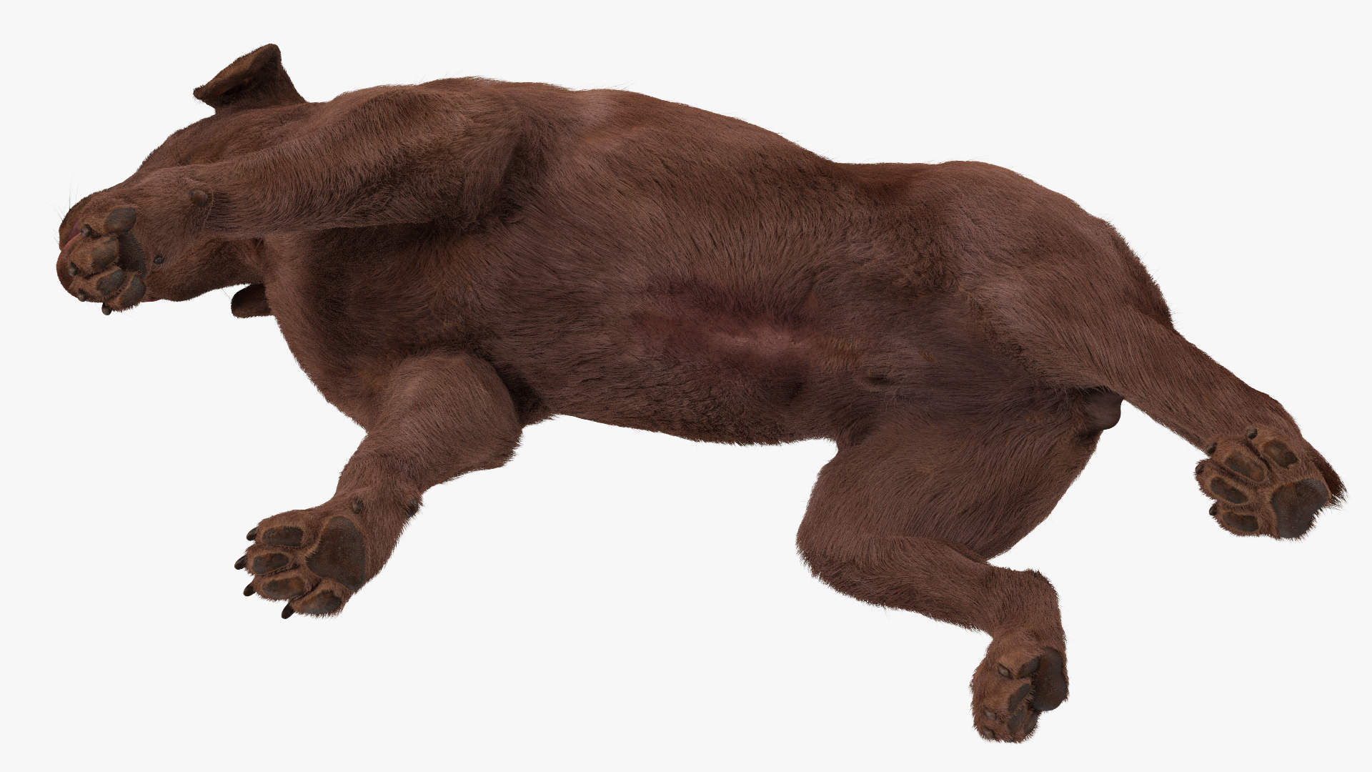 3D model Labrador Dog Brown Walking Fur