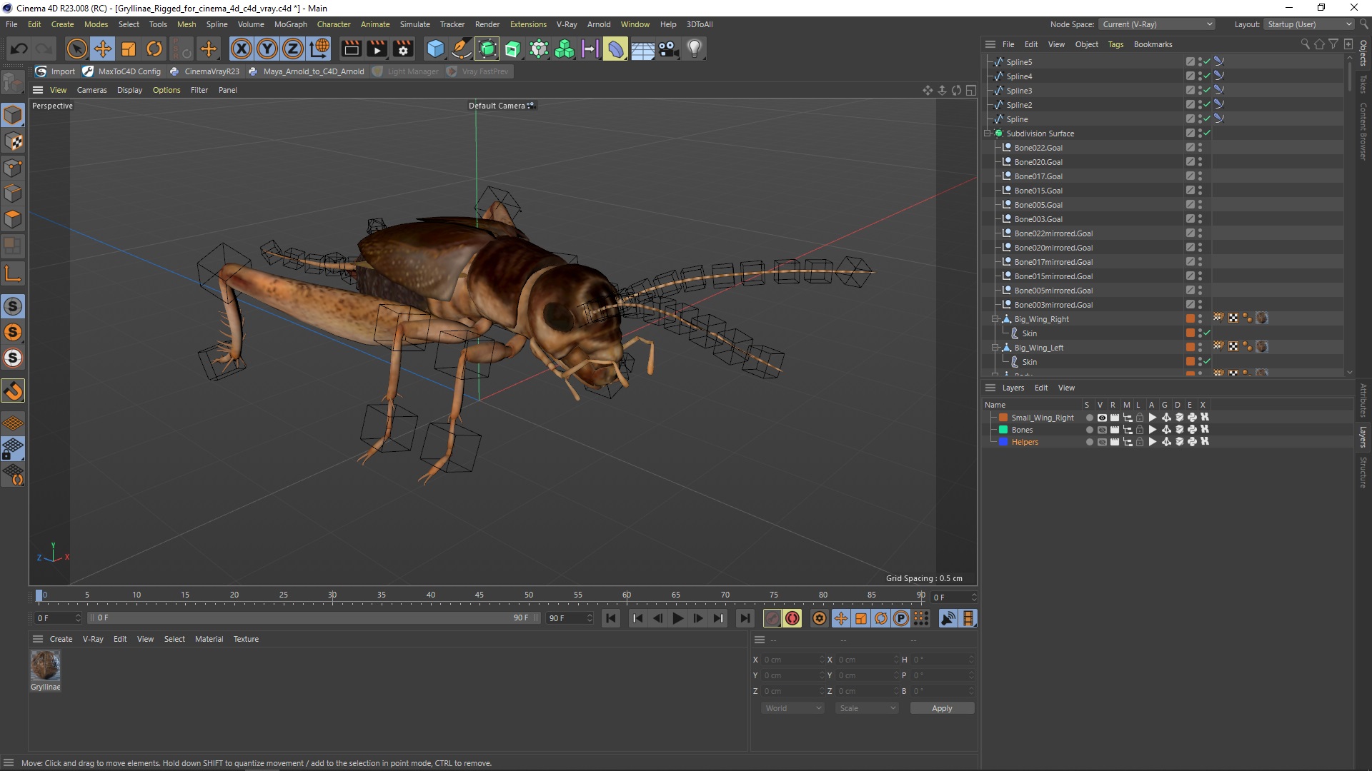 3D model Gryllinae Rigged for Cinema 4D