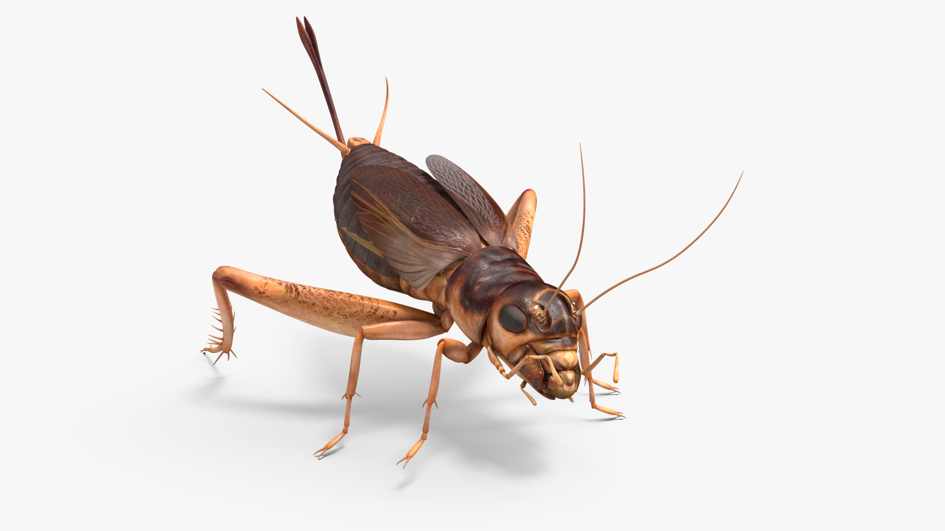 3D model Gryllinae Rigged for Cinema 4D