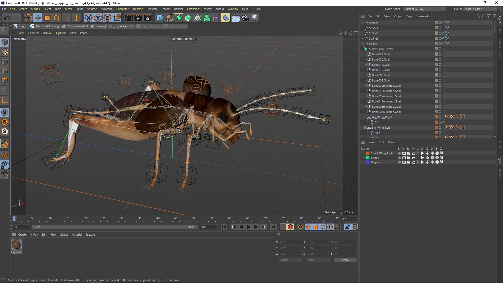 3D model Gryllinae Rigged for Cinema 4D